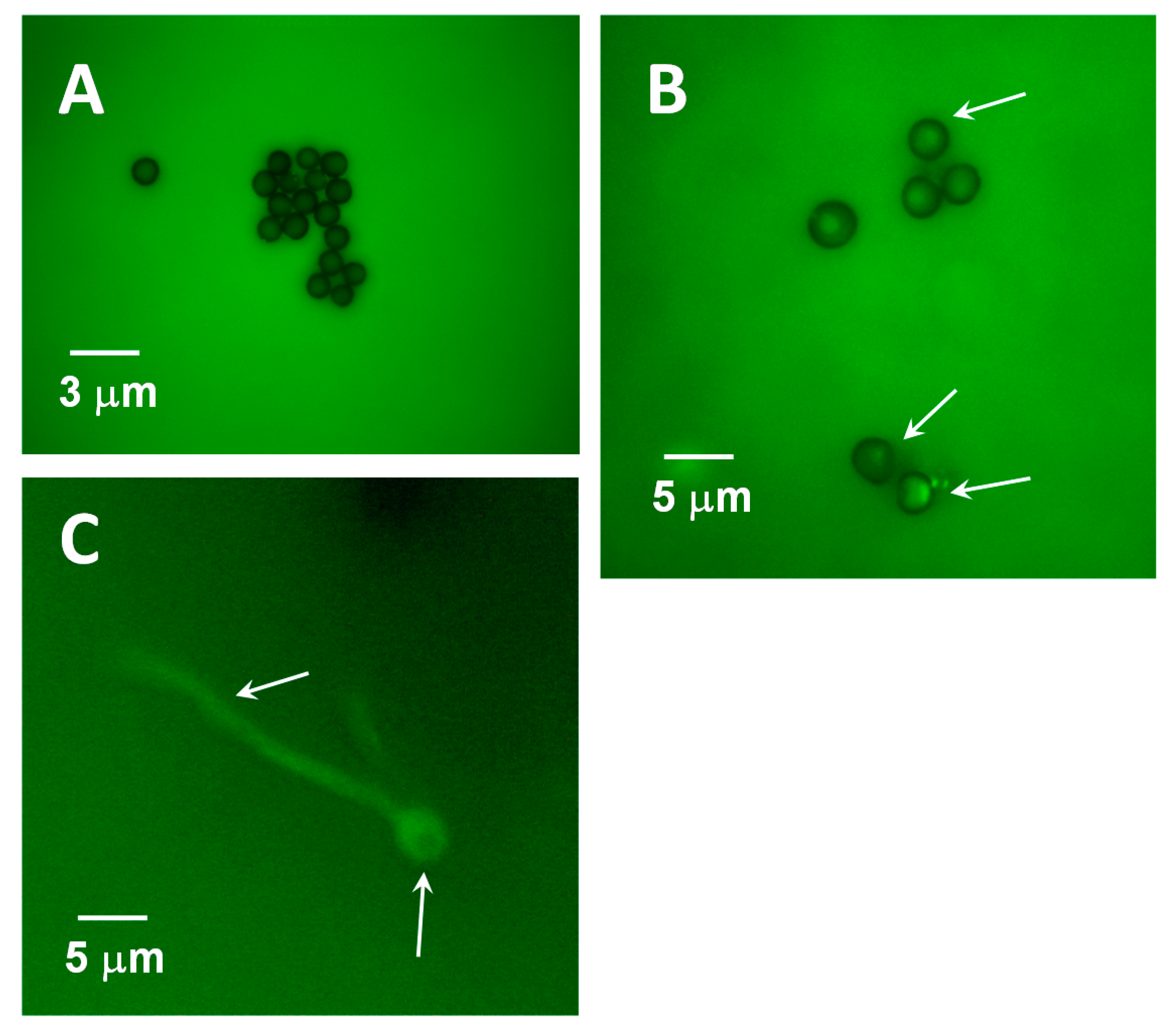Jof 07 00044 g005 Jof 07 00044 g005