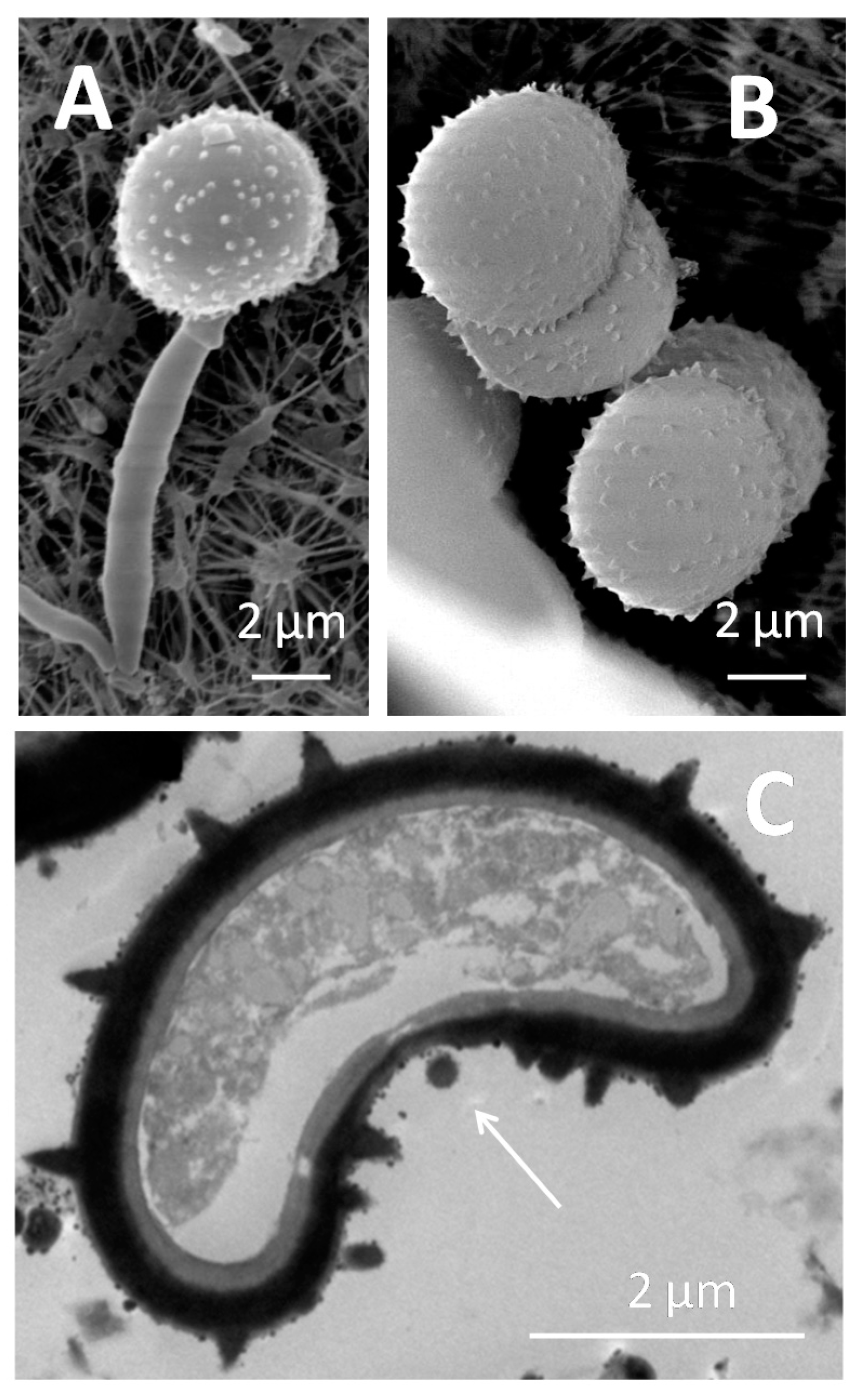 Jof 07 00044 g008 Jof 07 00044 g008