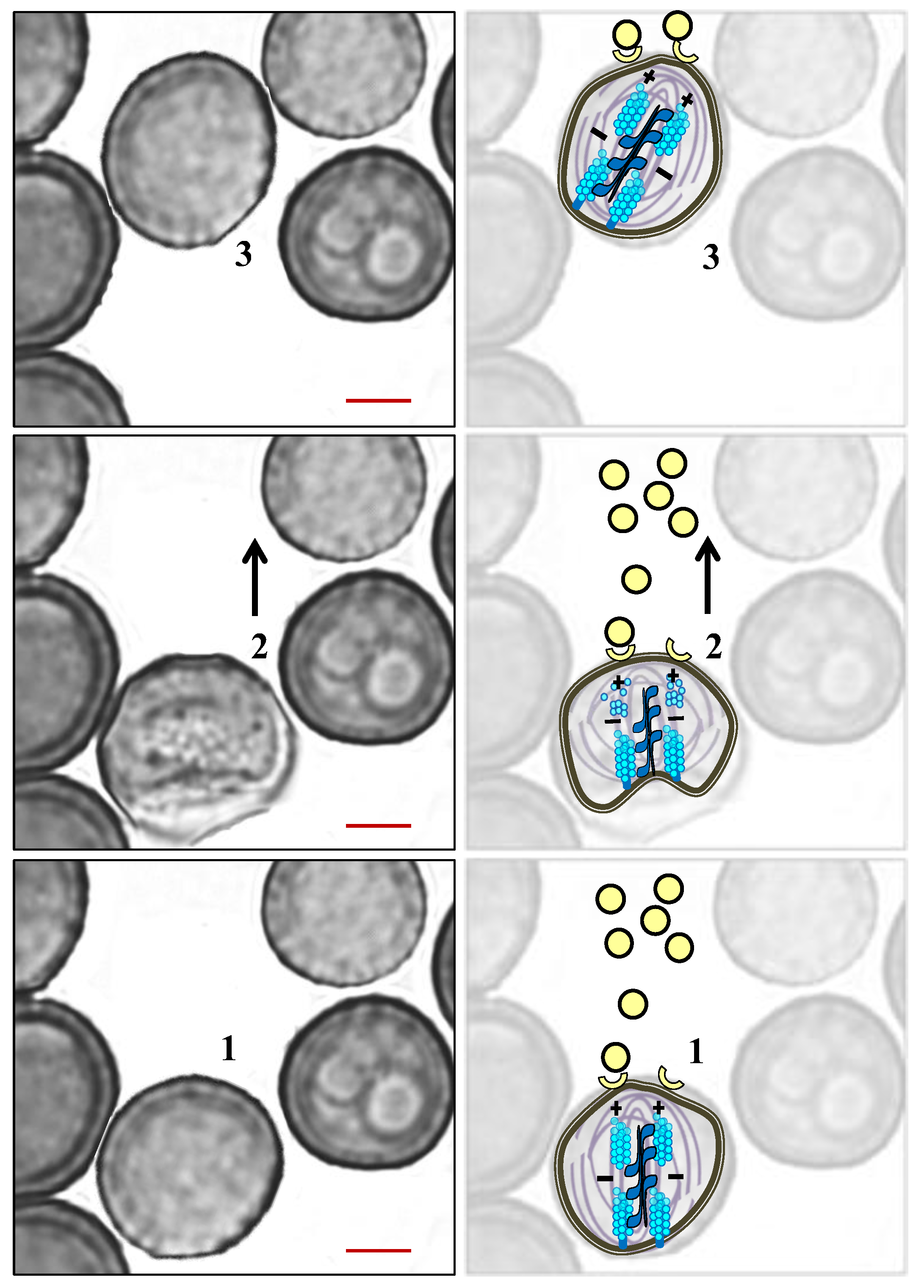 Jof 07 00044 g010 Jof 07 00044 g010