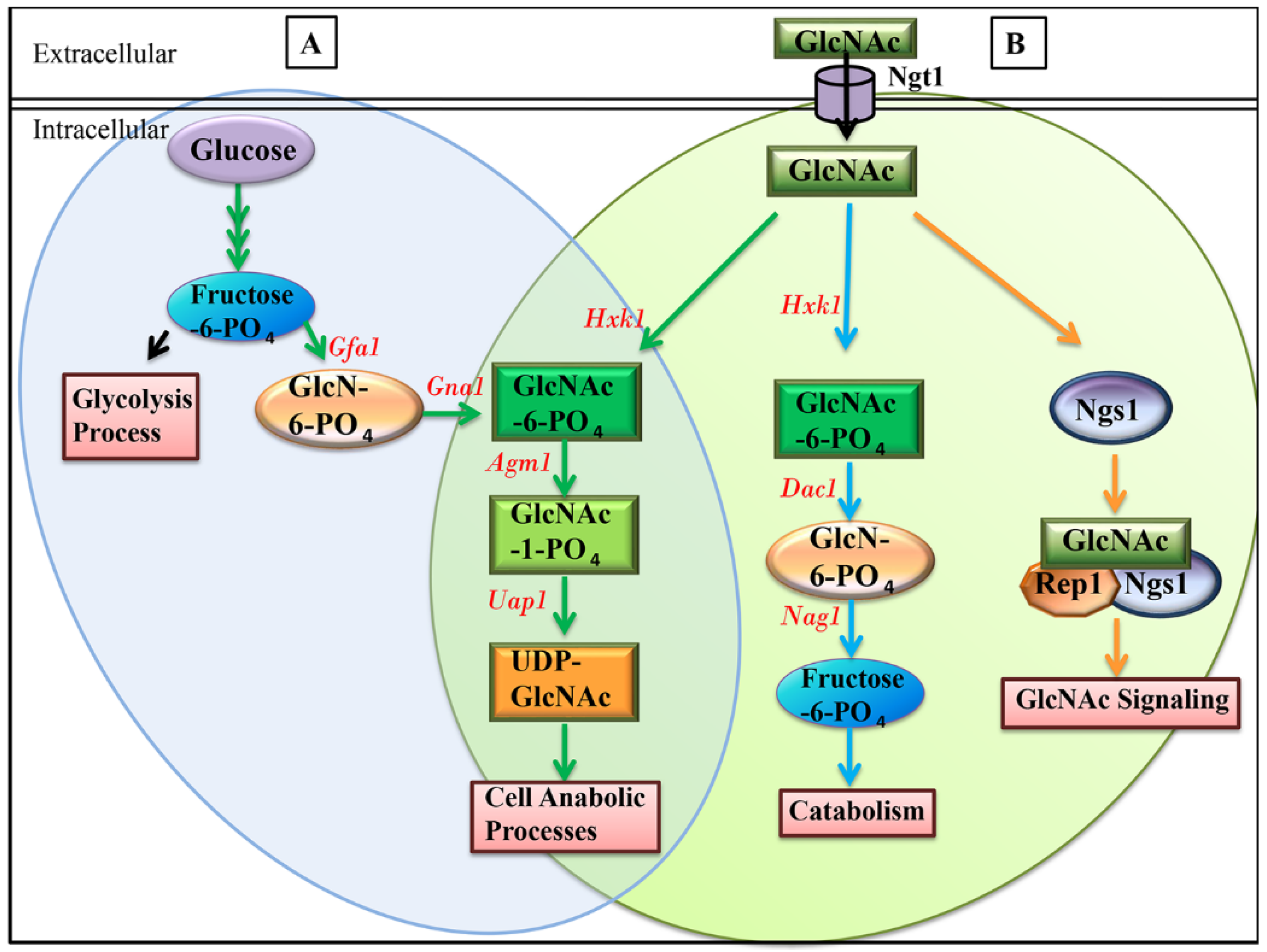 Jof 07 00065 g001 Jof 07 00065 g001