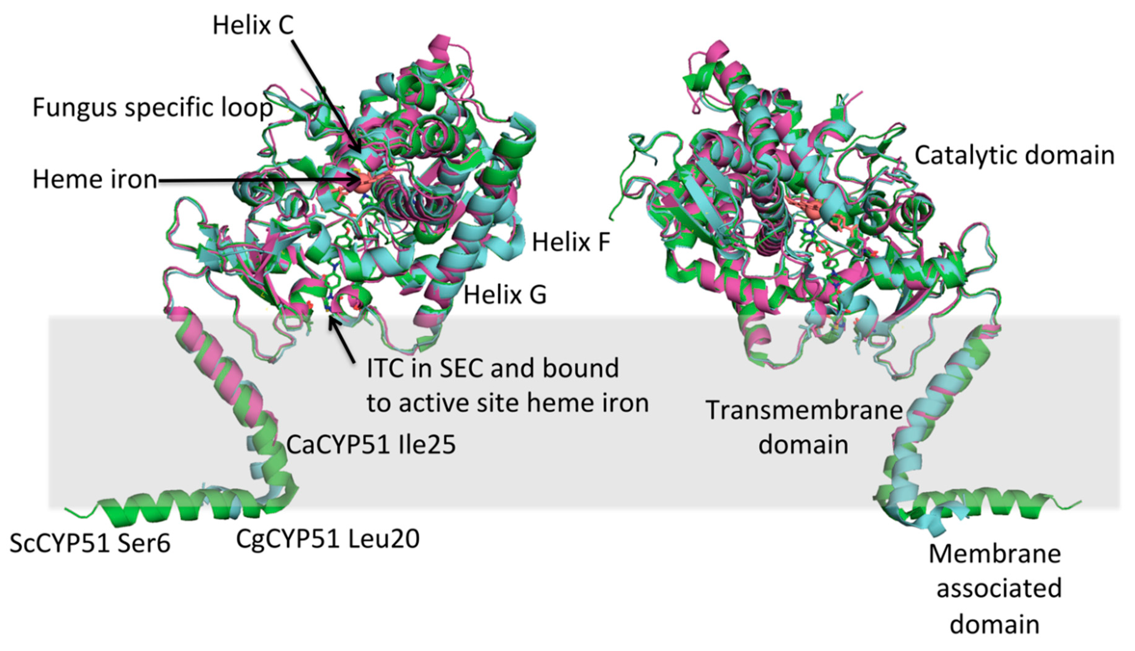 Jof 07 00067 g002 Jof 07 00067 g002