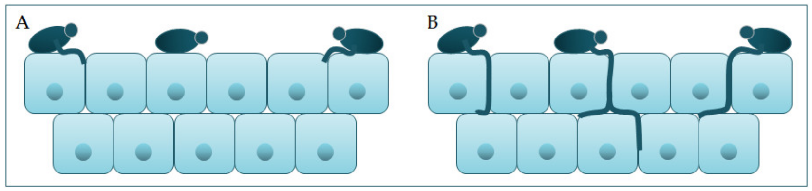 Jof 07 00079 g002 Jof 07 00079 g002