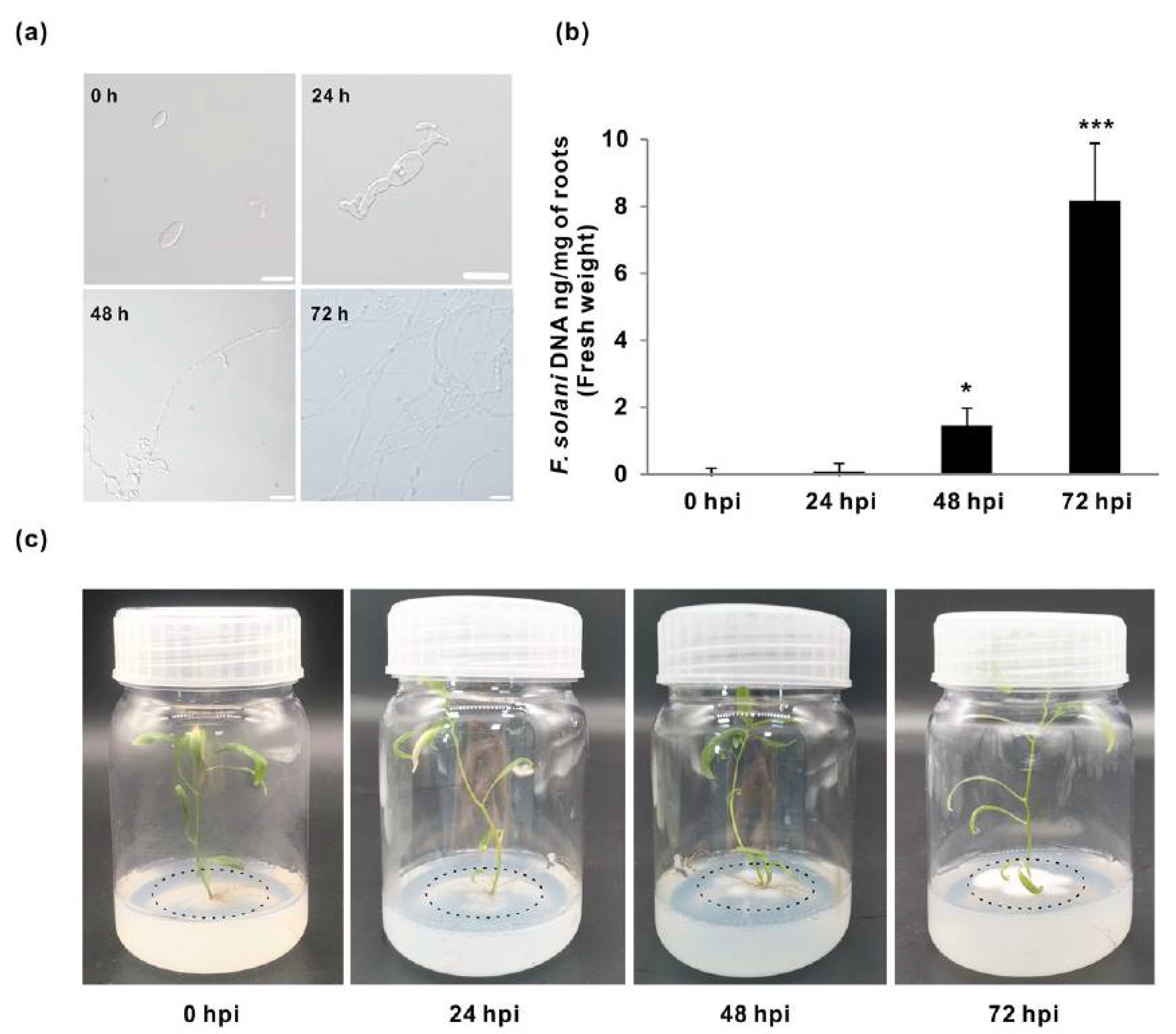 Jof 07 00089 g001 Jof 07 00089 g001