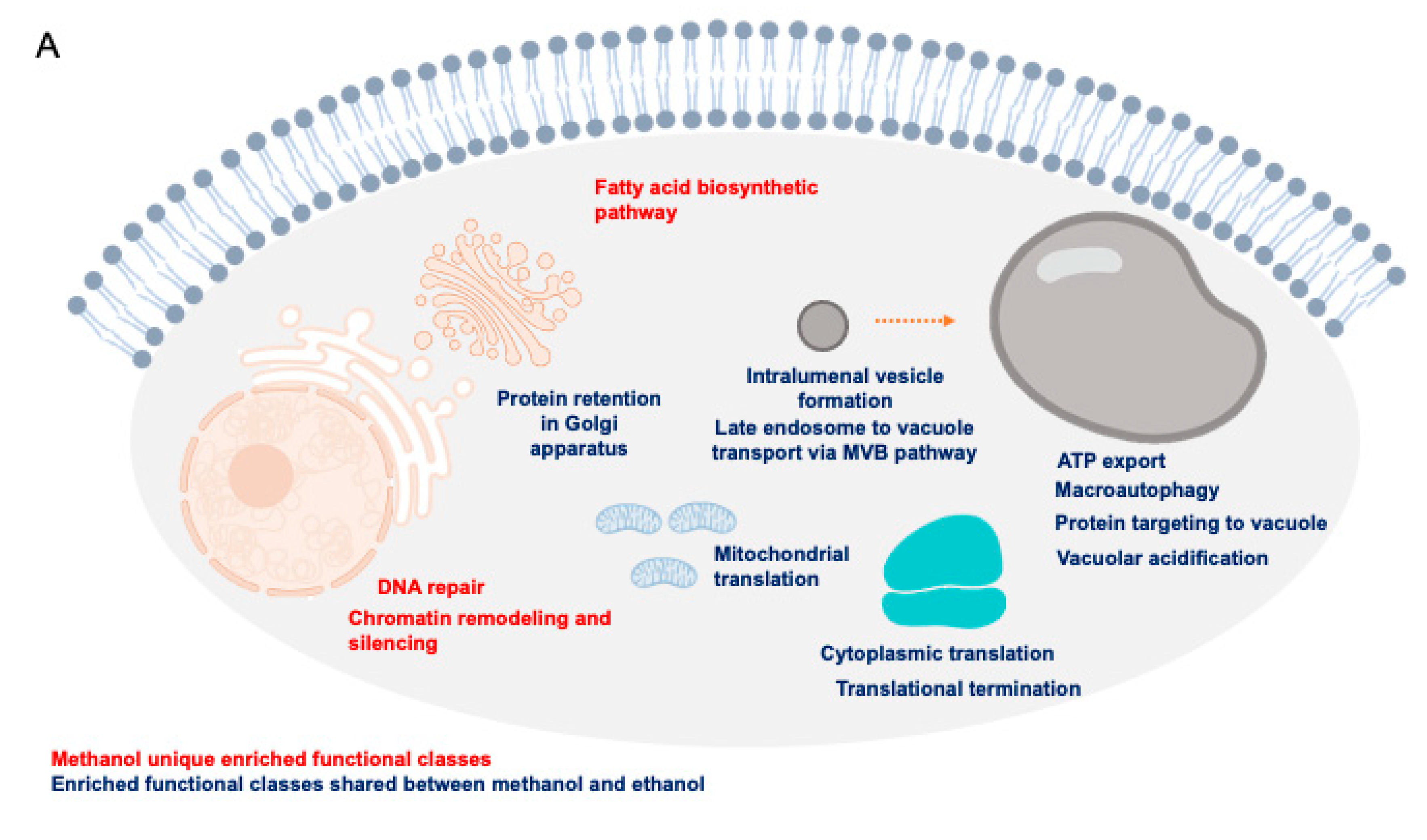 Jof 07 00090 g007a Jof 07 00090 g007a