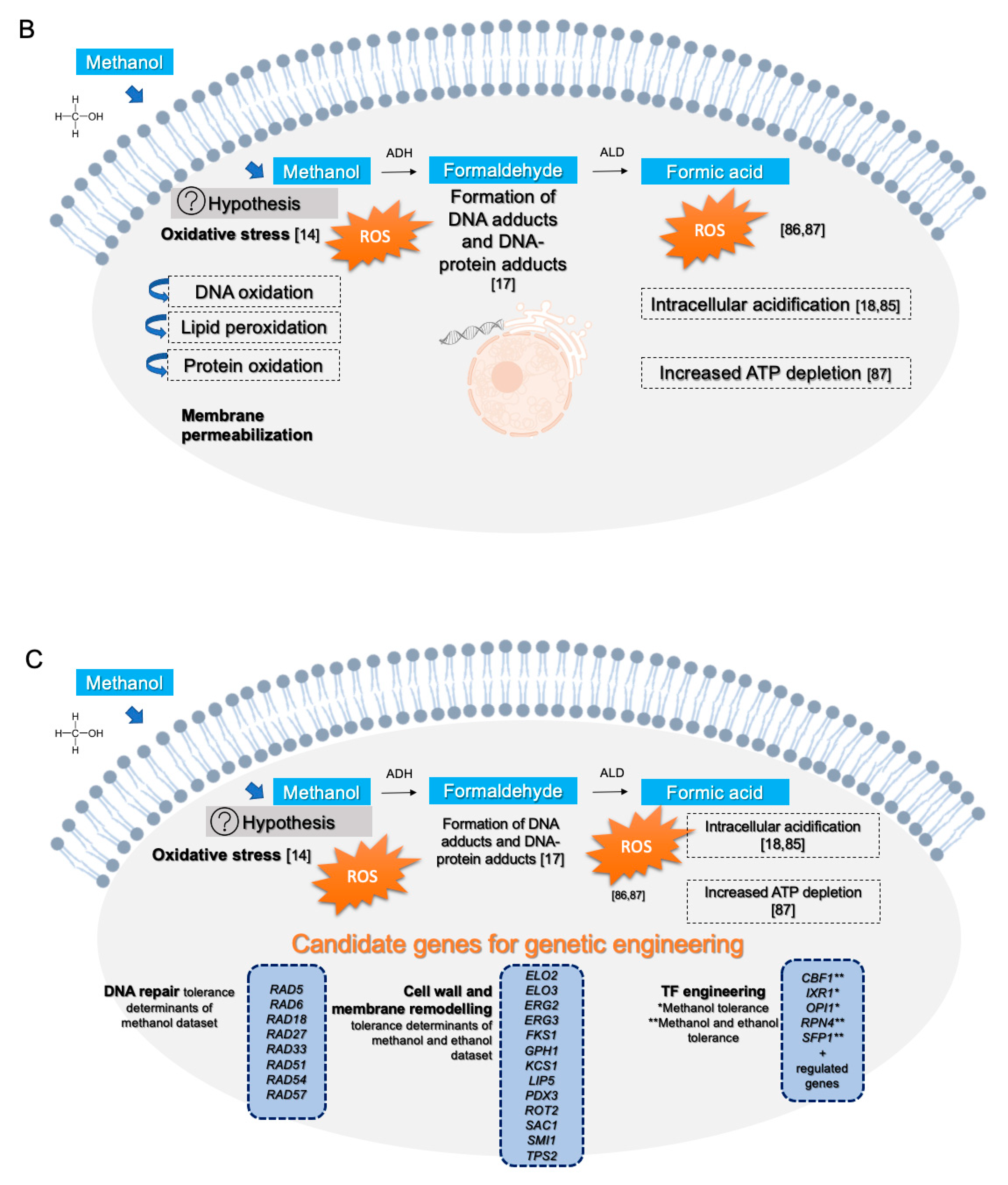 Jof 07 00090 g007b Jof 07 00090 g007b