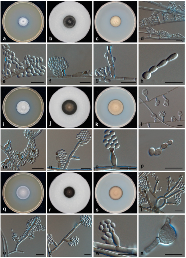 Jof 07 00095 g002 Jof 07 00095 g002