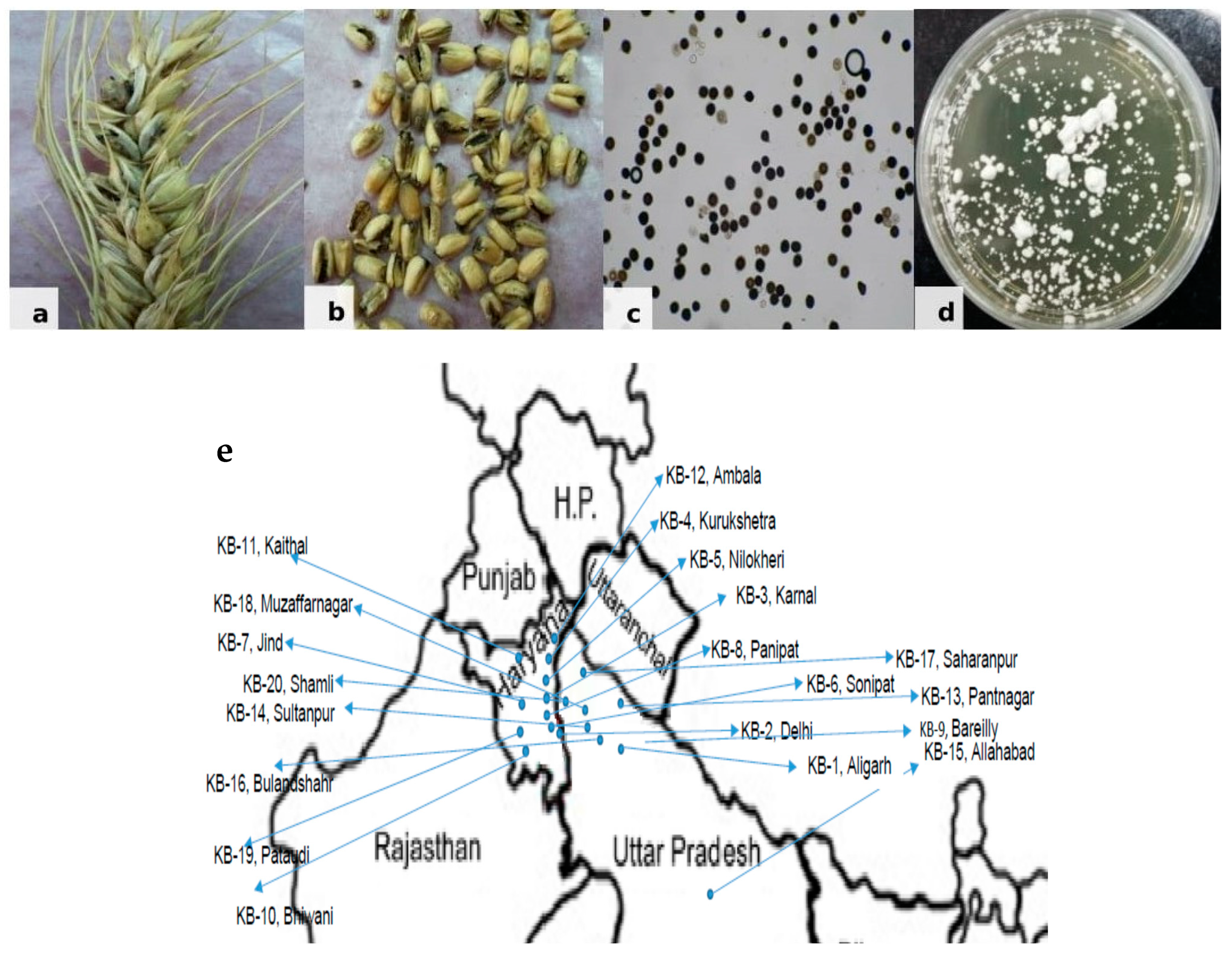 Jof 07 00103 g001 Jof 07 00103 g001