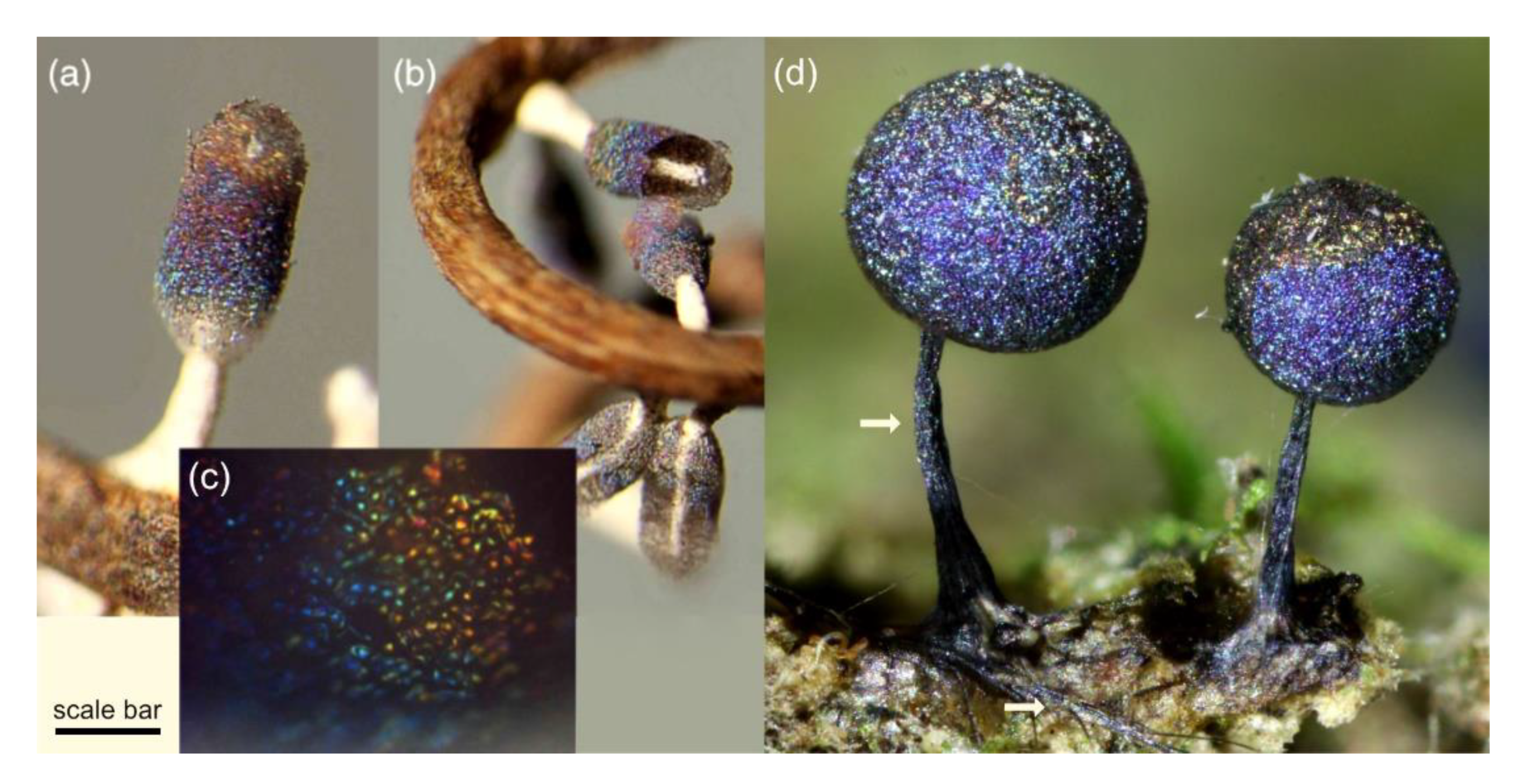 Jof 07 00141 g002 Jof 07 00141 g002