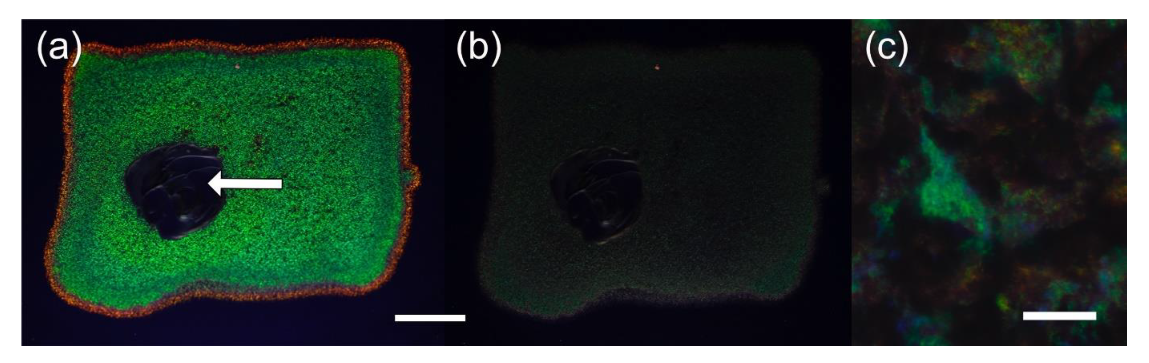 Jof 07 00141 g003 Jof 07 00141 g003