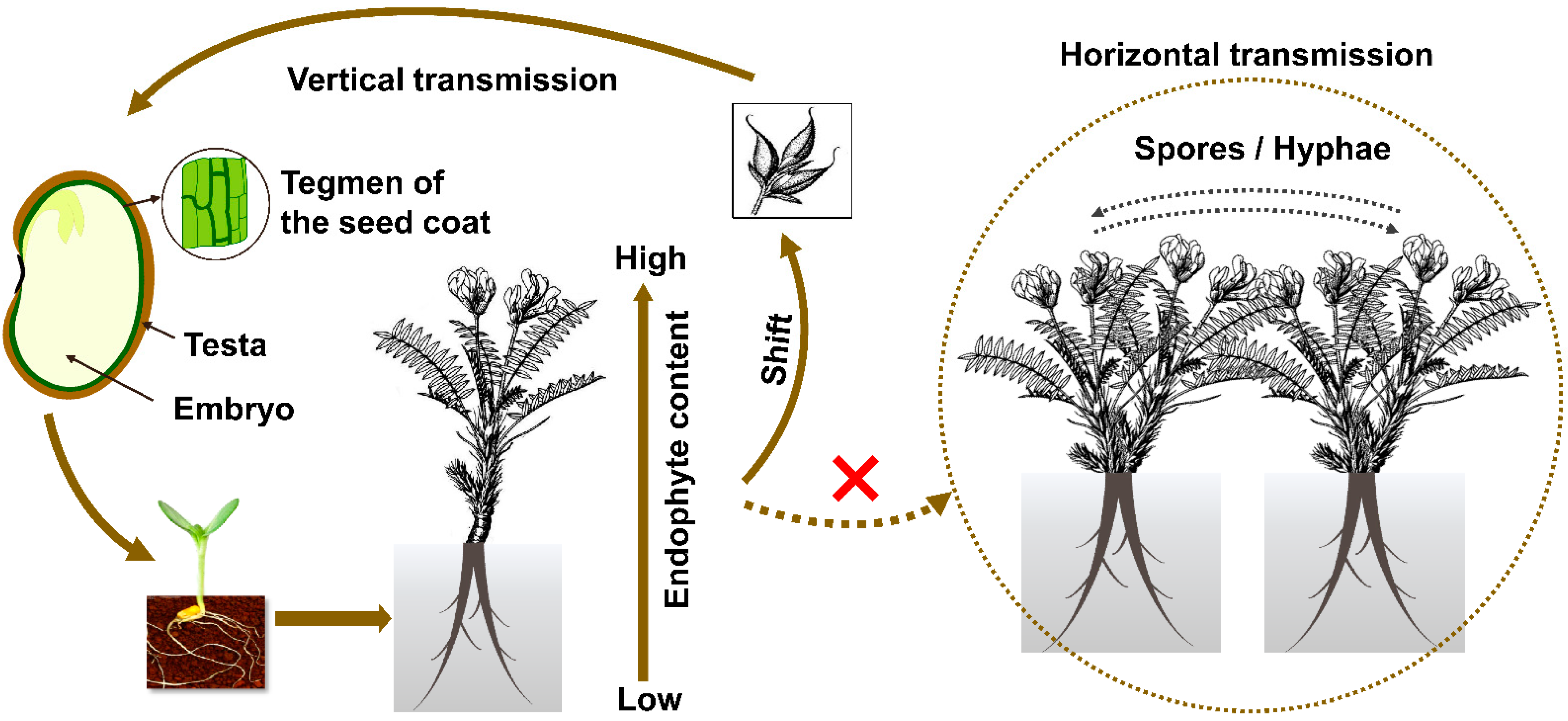 Jof 07 00400 g002 Jof 07 00400 g002