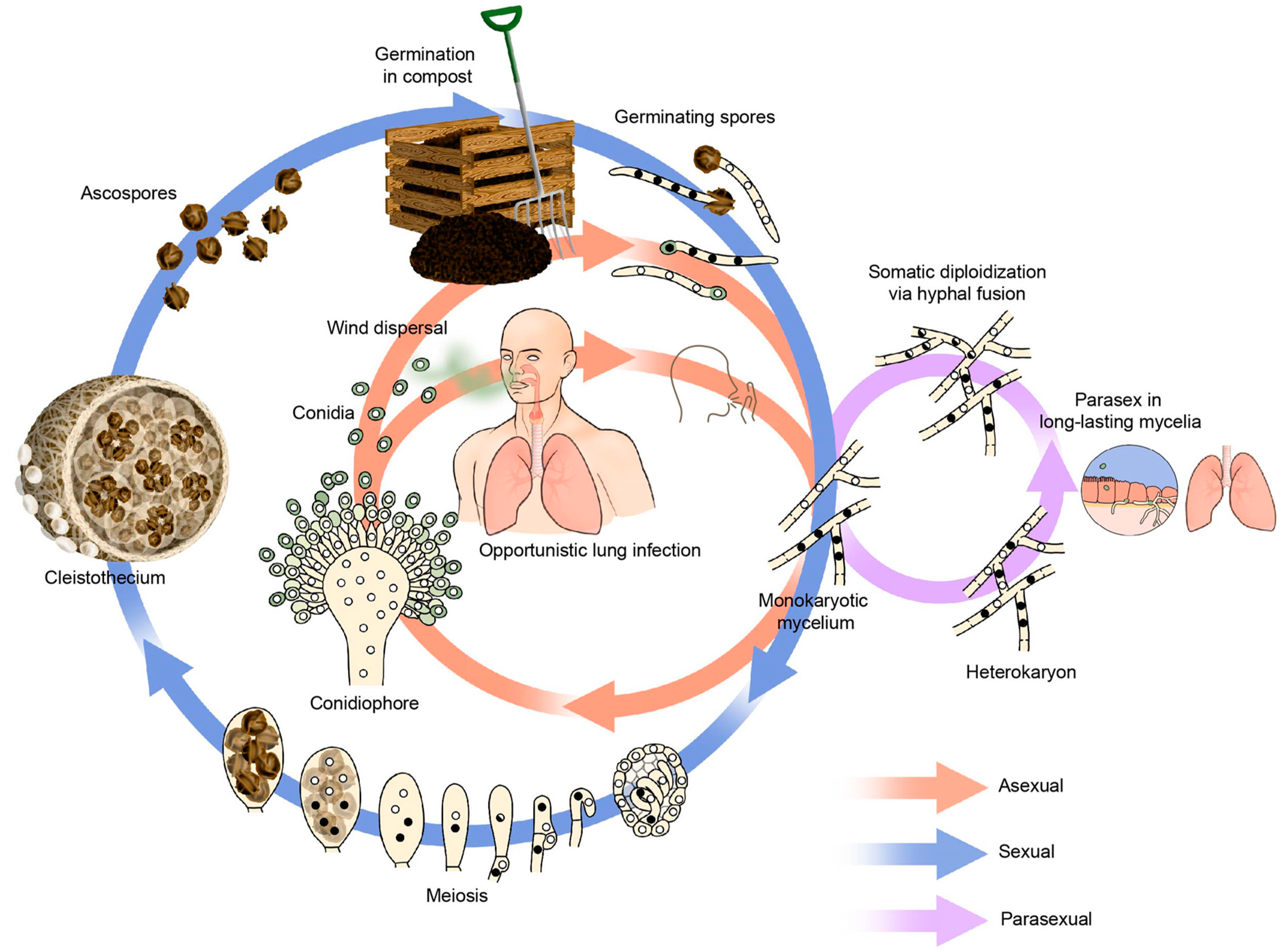 Jof 07 00599 g001 Jof 07 00599 g001
