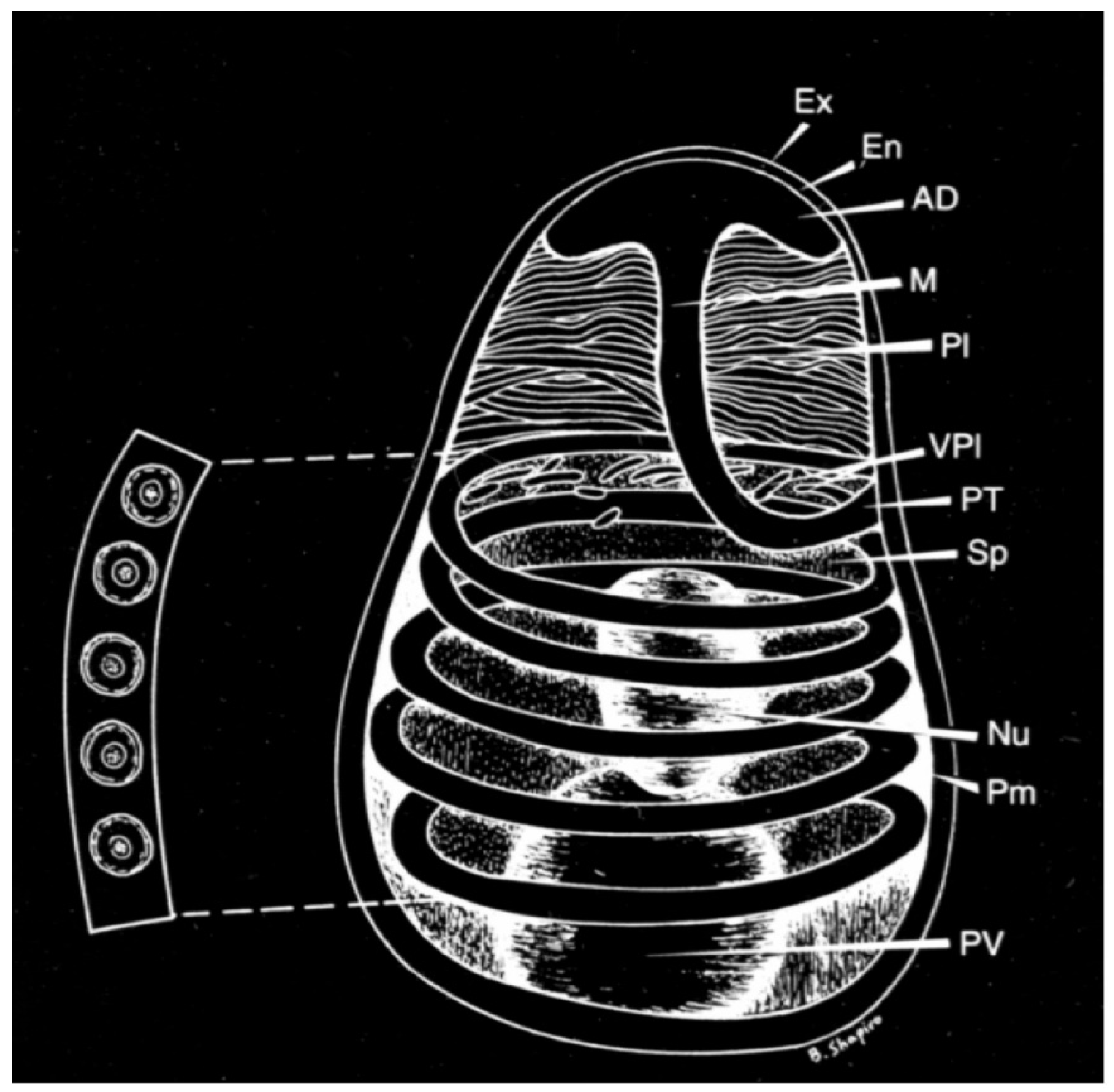Jof 07 00714 g001 Jof 07 00714 g001