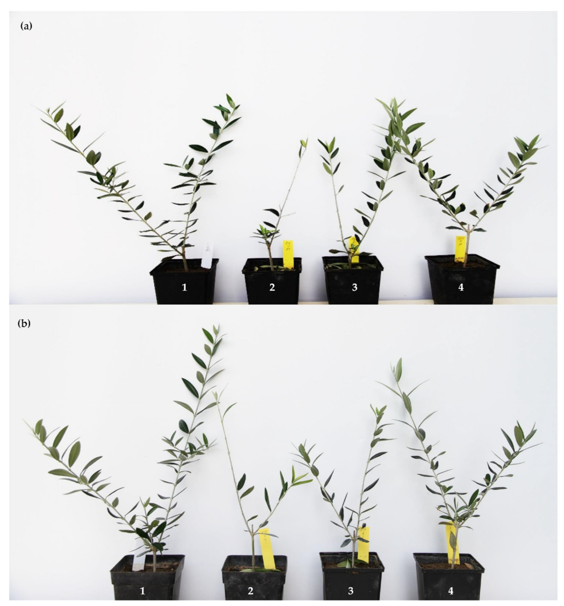 Jof 07 00736 g005 Jof 07 00736 g005