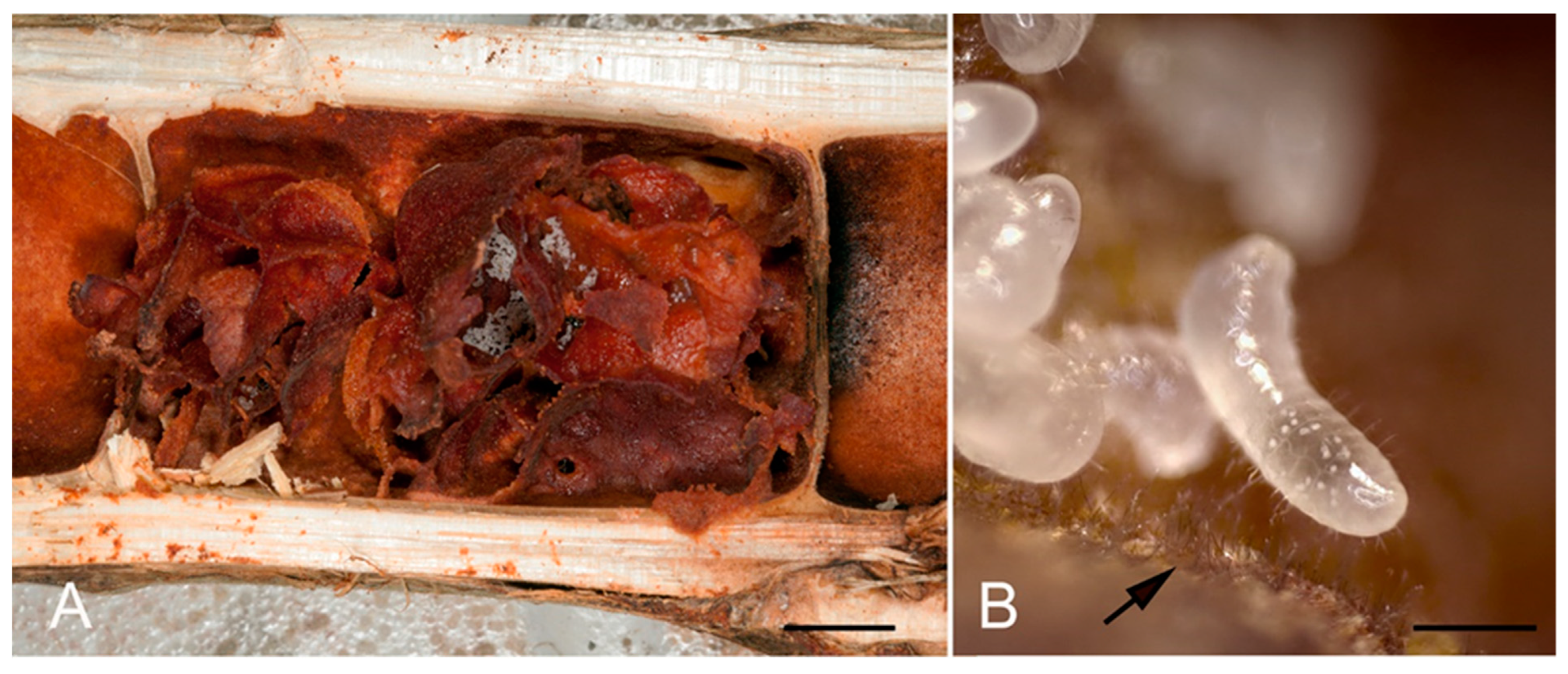 Jof 07 00836 g003 Jof 07 00836 g003