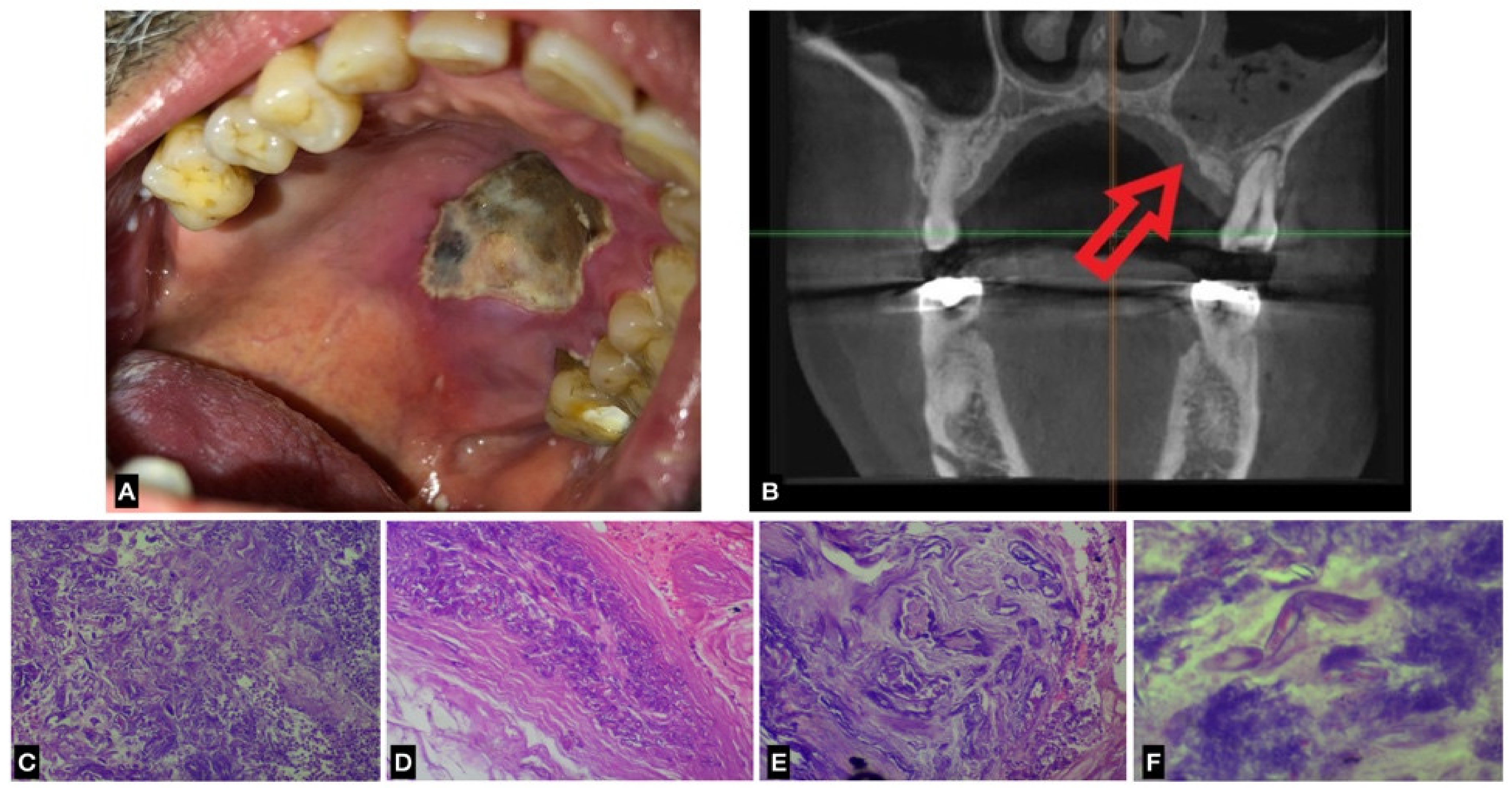Jof 07 00837 g001 Jof 07 00837 g001