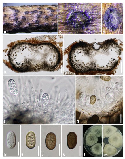 Jof 07 00893 g002 550