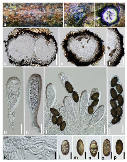 Jof 07 00893 g003 550