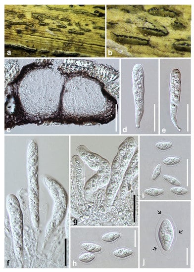 Jof 07 00893 g004 550