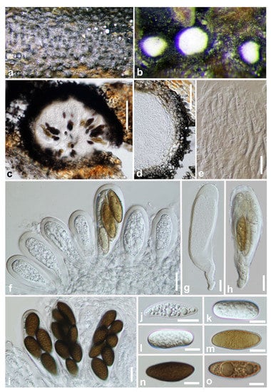 Jof 07 00893 g006 550