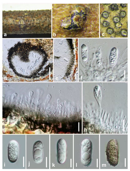 Jof 07 00893 g007 550