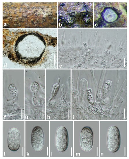 Jof 07 00893 g008 550