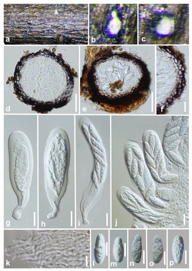 Jof 07 00893 g009 550