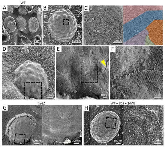 Jof 07 00930 g001 550