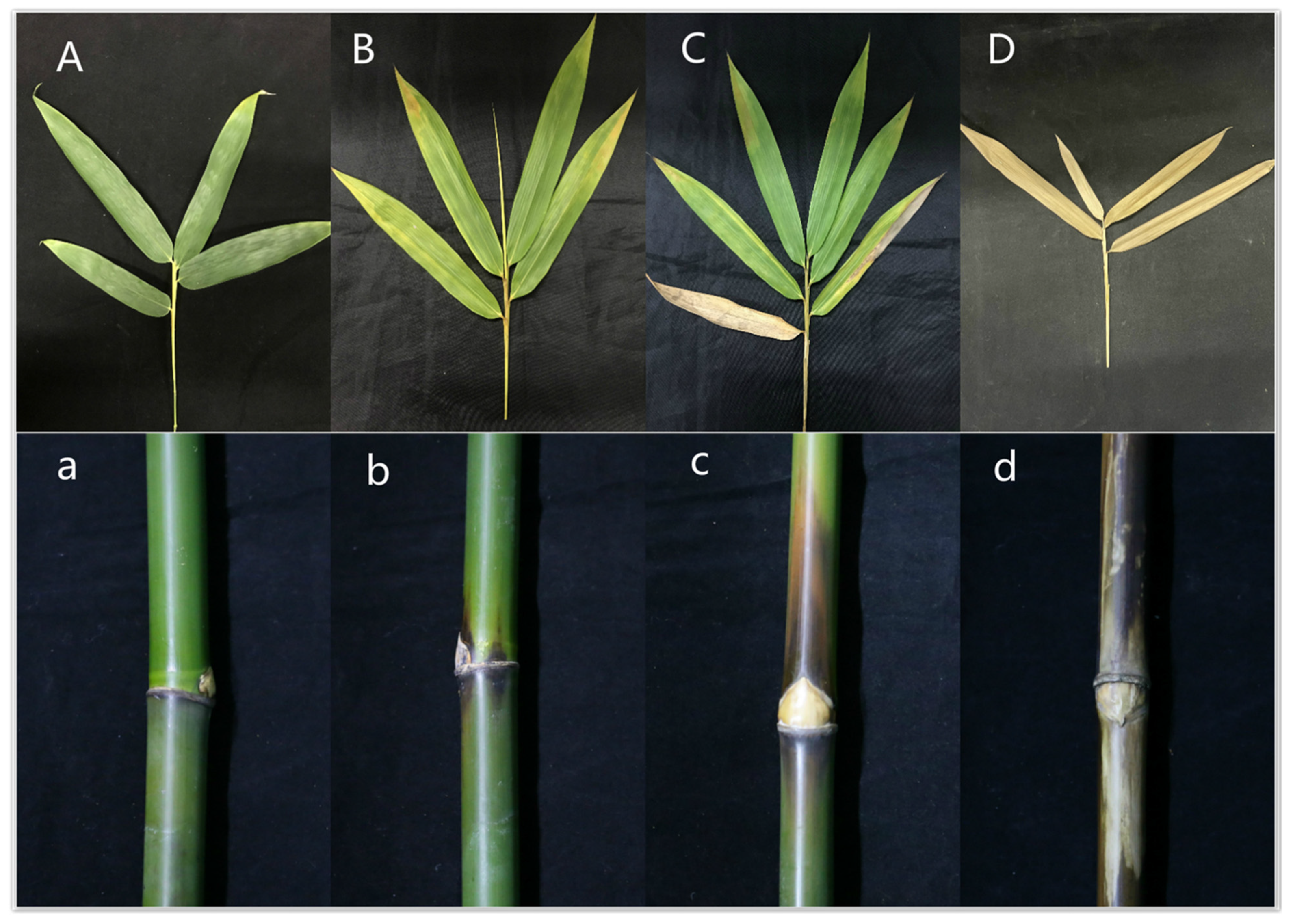 Jof 07 01001 g013 Jof 07 01001 g013