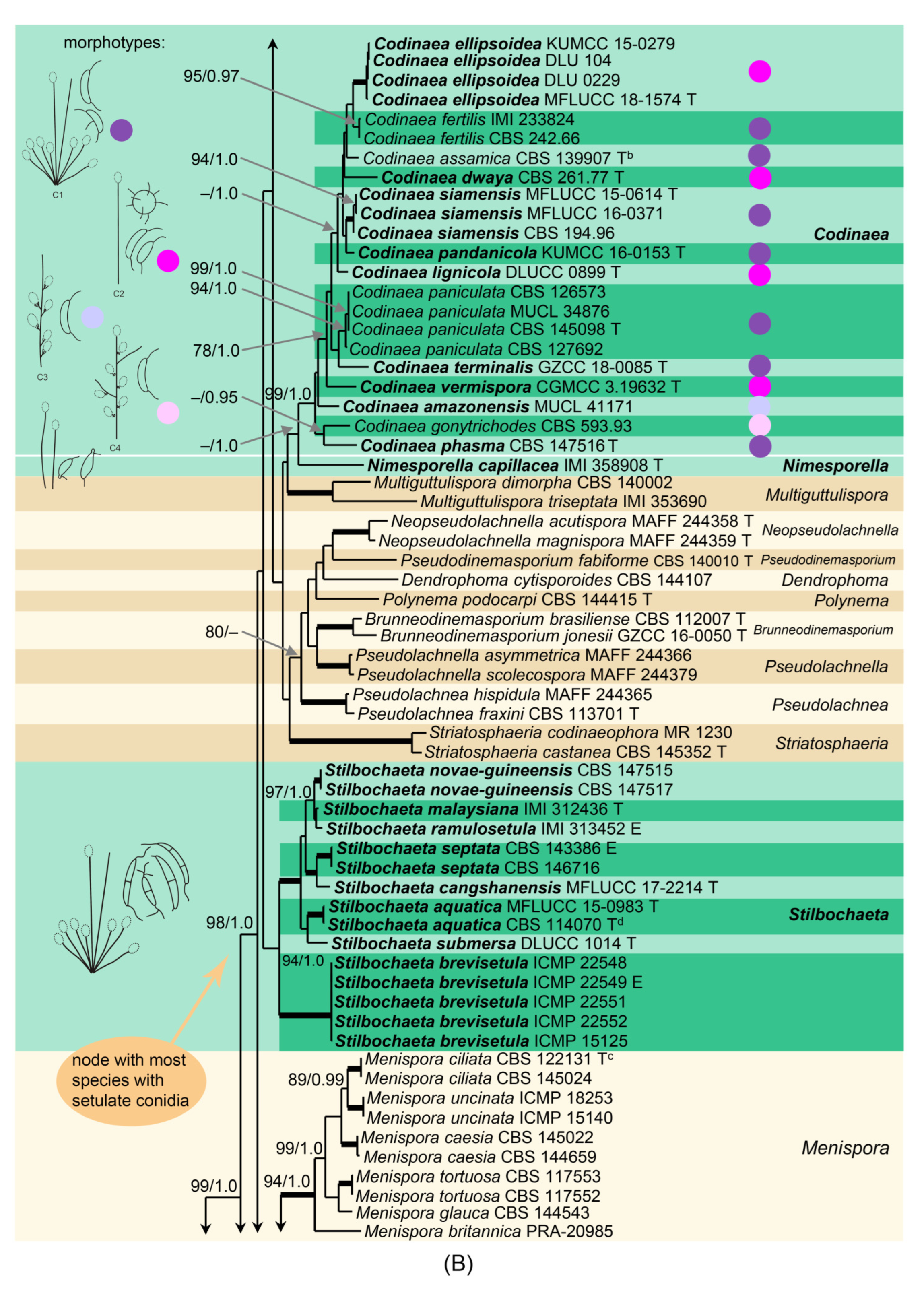 Jof 07 01097 g002b Jof 07 01097 g002b