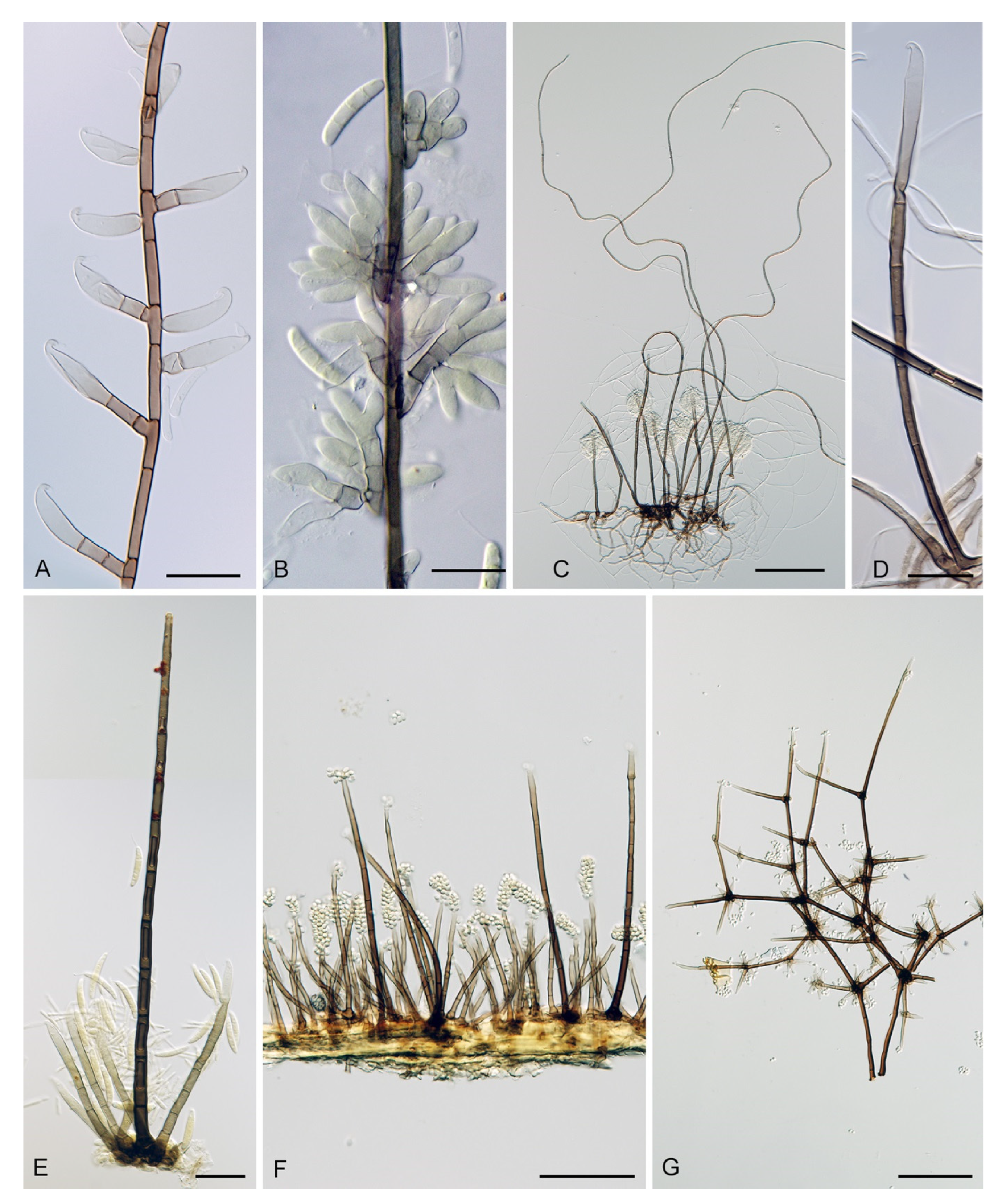 Jof 07 01097 g009 Jof 07 01097 g009