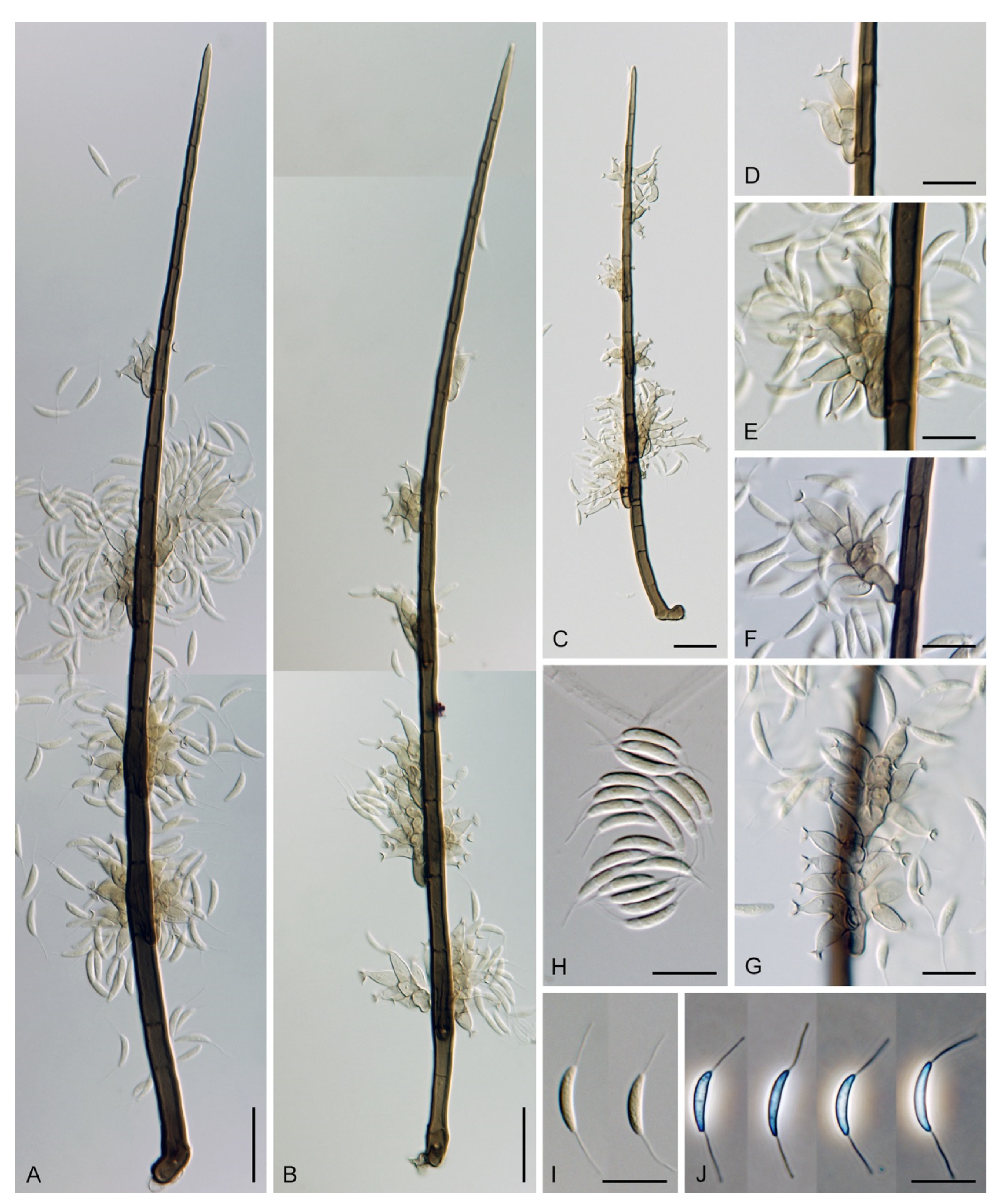 Jof 07 01097 g010 Jof 07 01097 g010