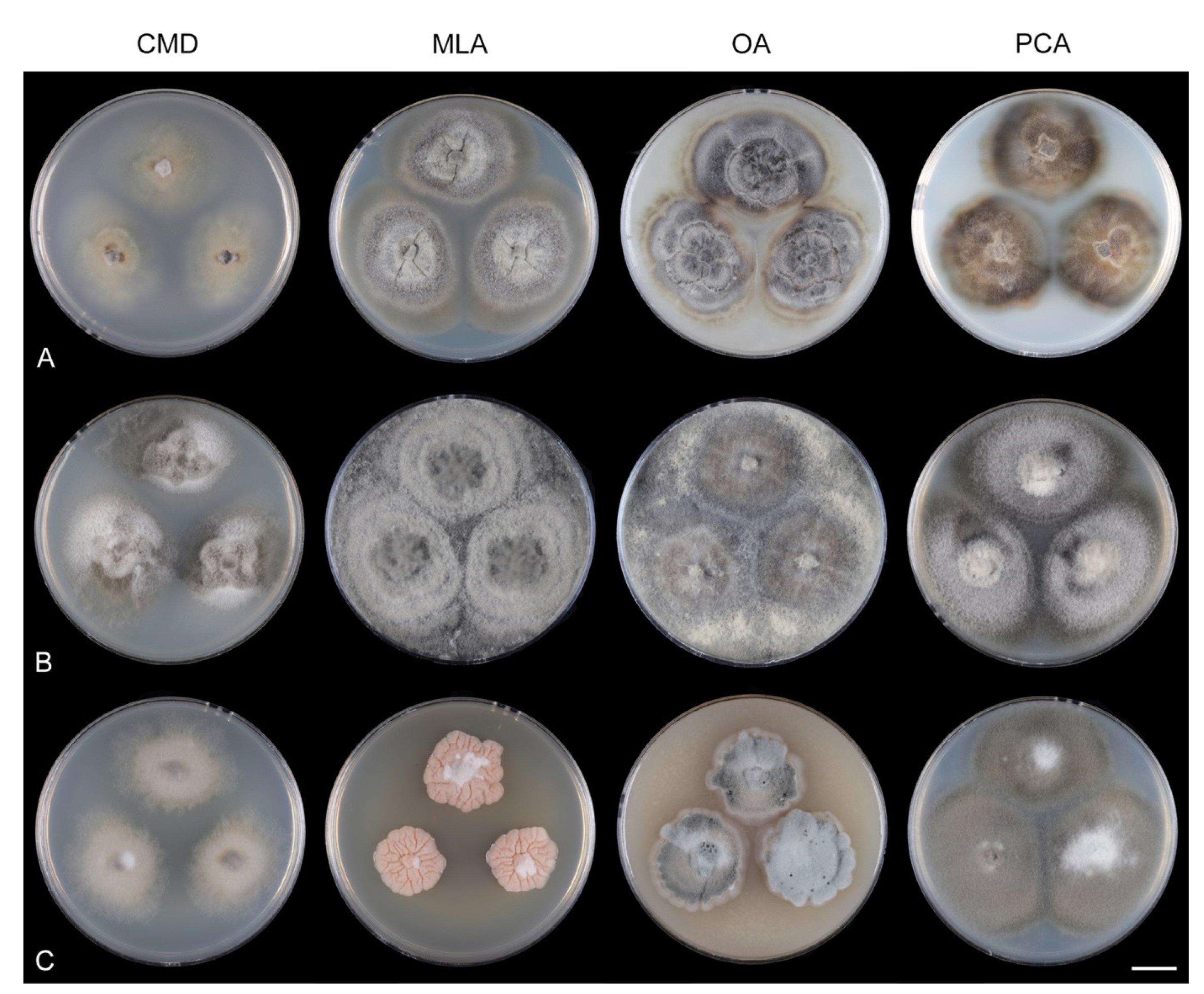 Jof 07 01097 g011 Jof 07 01097 g011