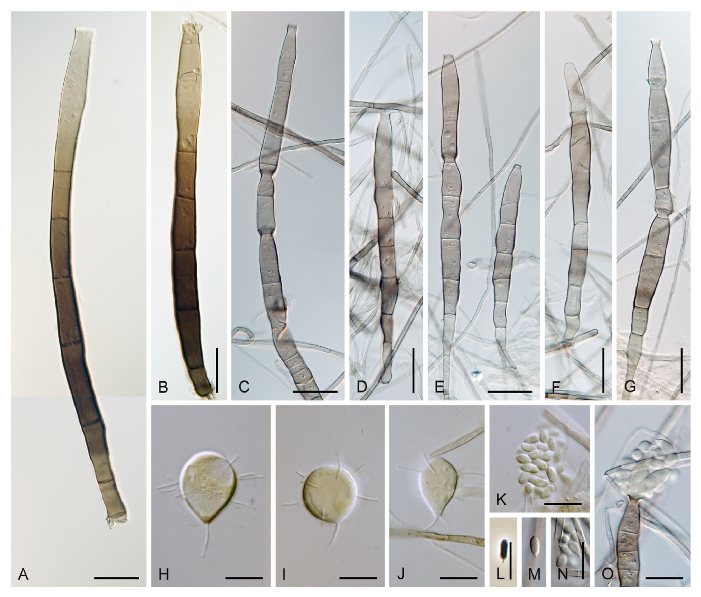 Jof 07 01097 g014 Jof 07 01097 g014