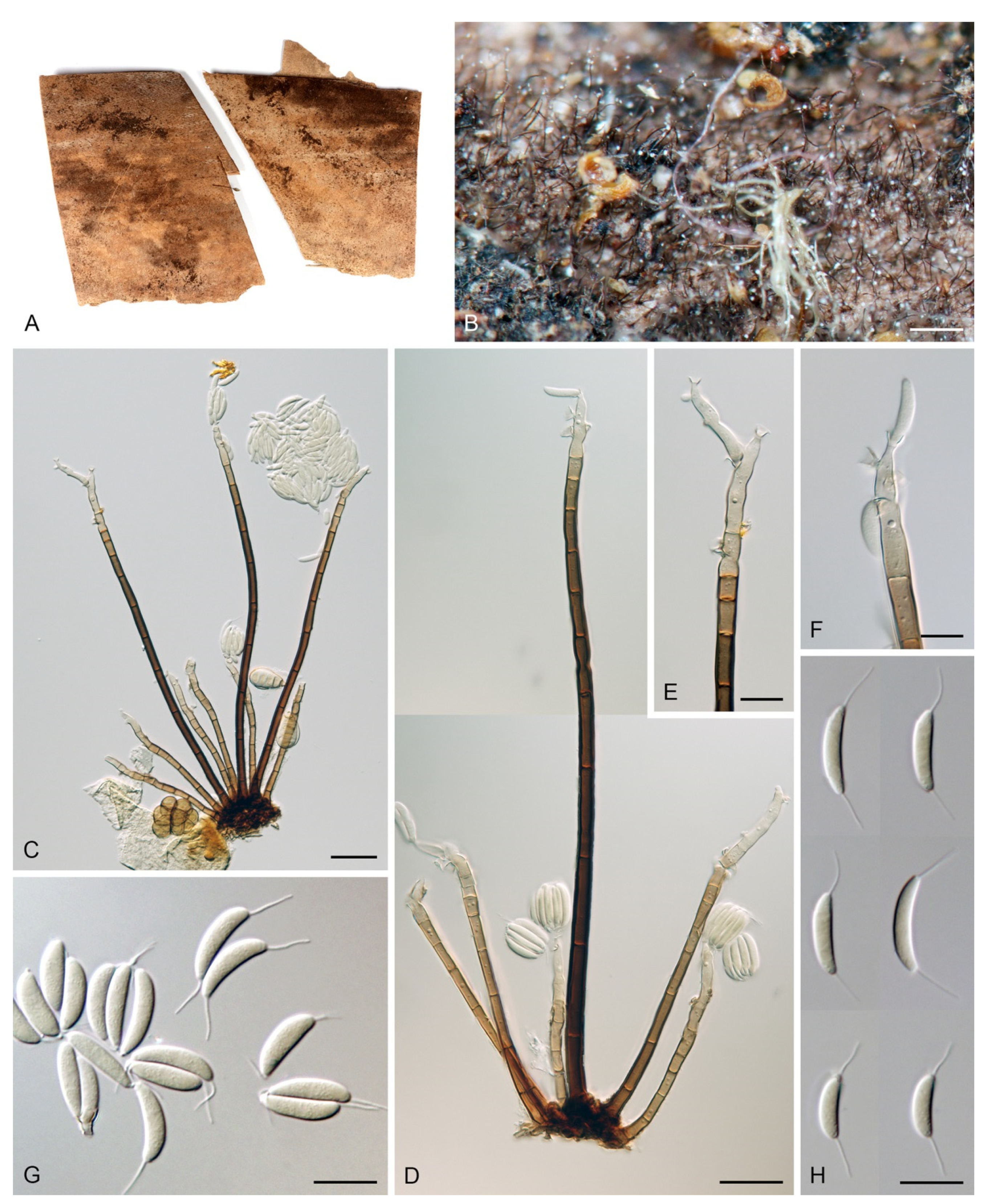 Jof 07 01097 g015 Jof 07 01097 g015