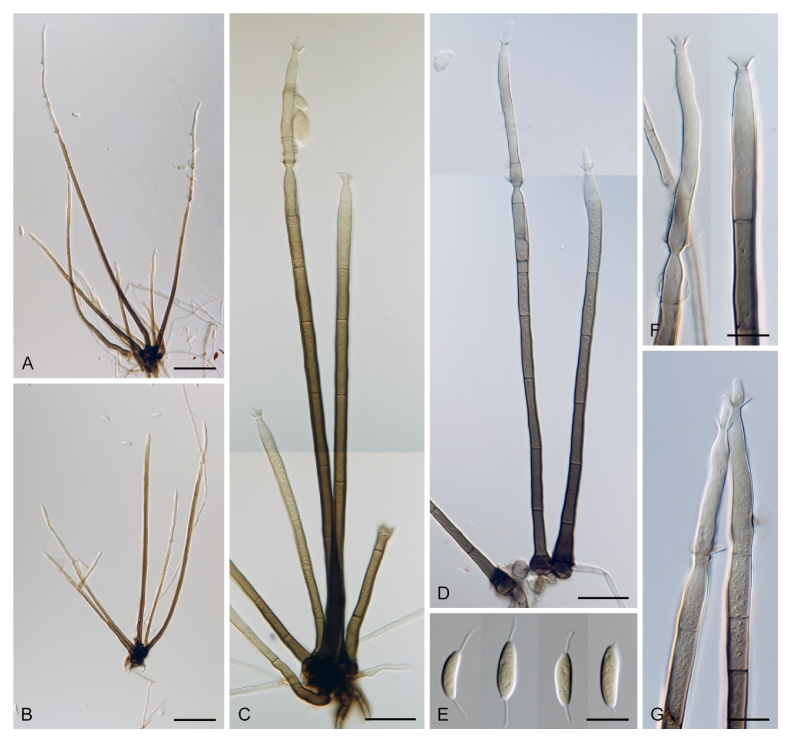 Jof 07 01097 g016 Jof 07 01097 g016