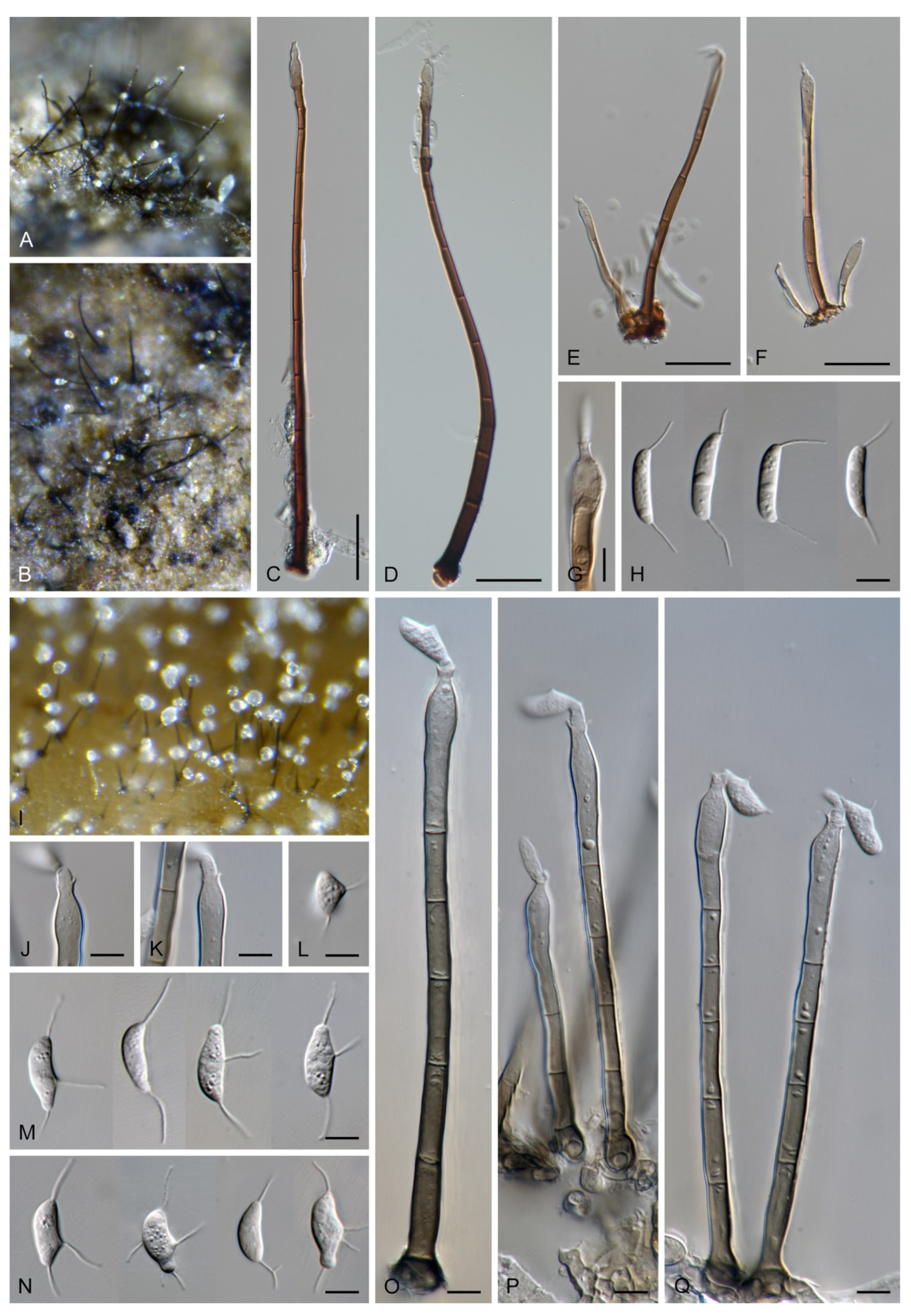 Jof 07 01097 g019 Jof 07 01097 g019