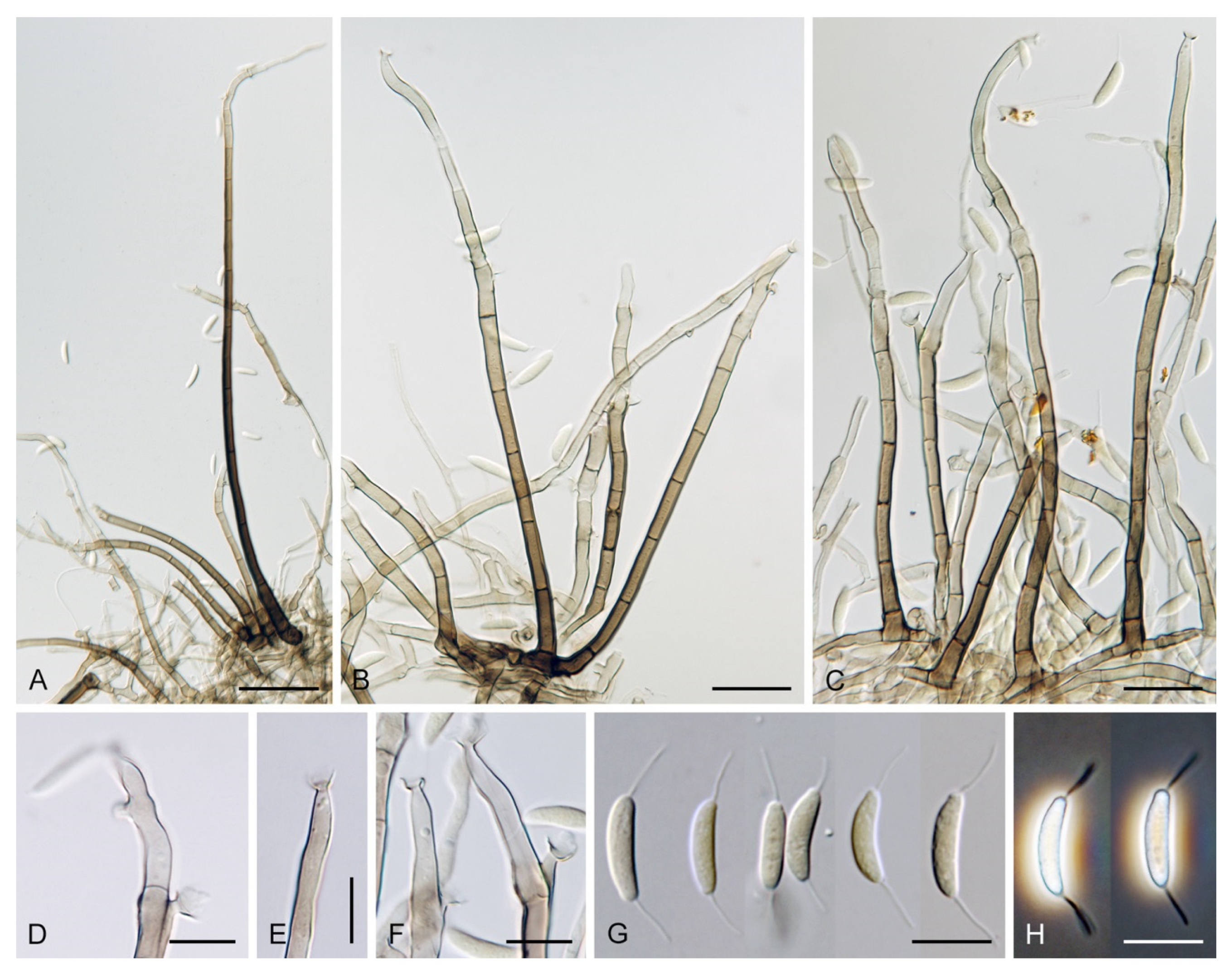 Jof 07 01097 g020 Jof 07 01097 g020