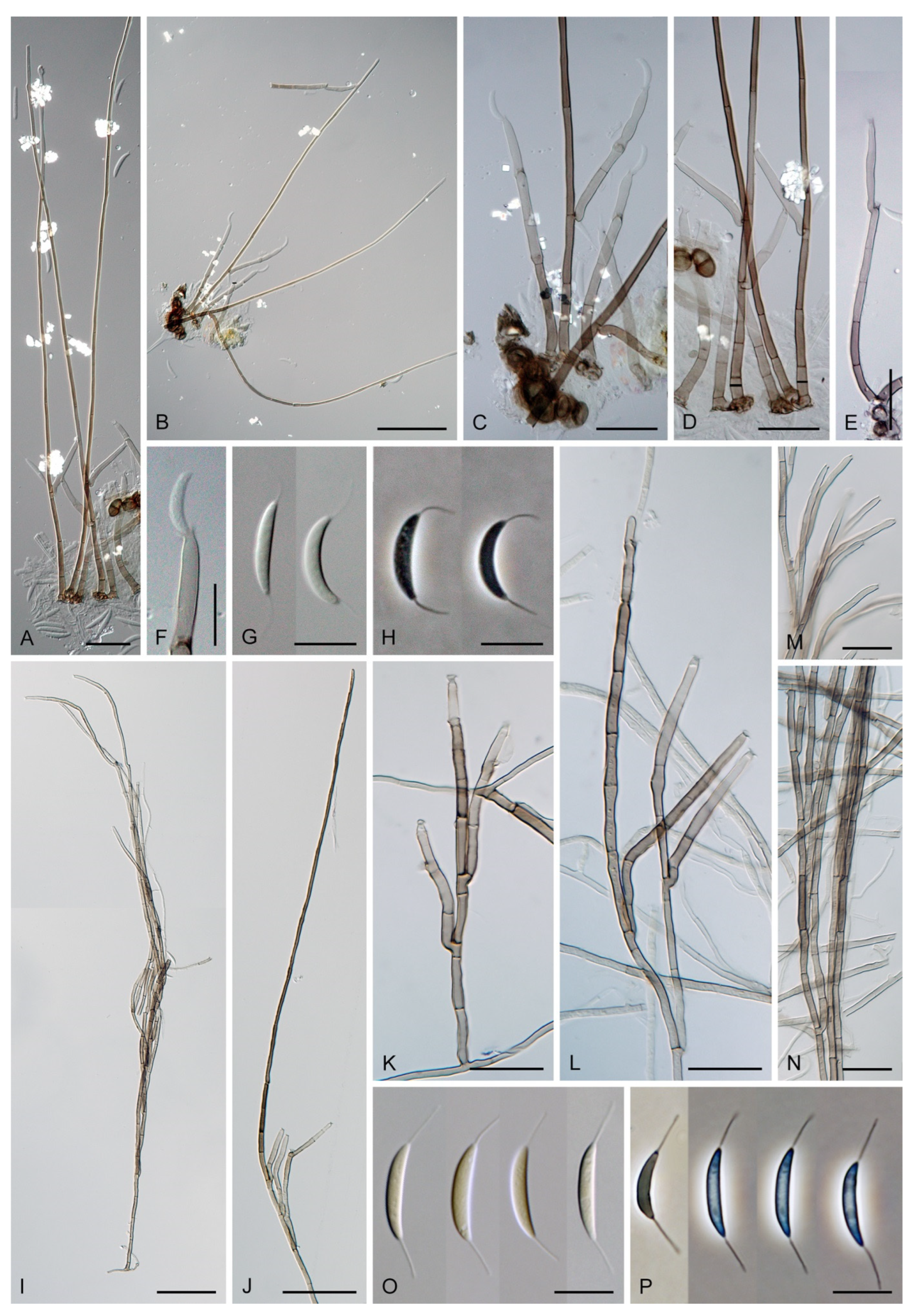 Jof 07 01097 g021 Jof 07 01097 g021