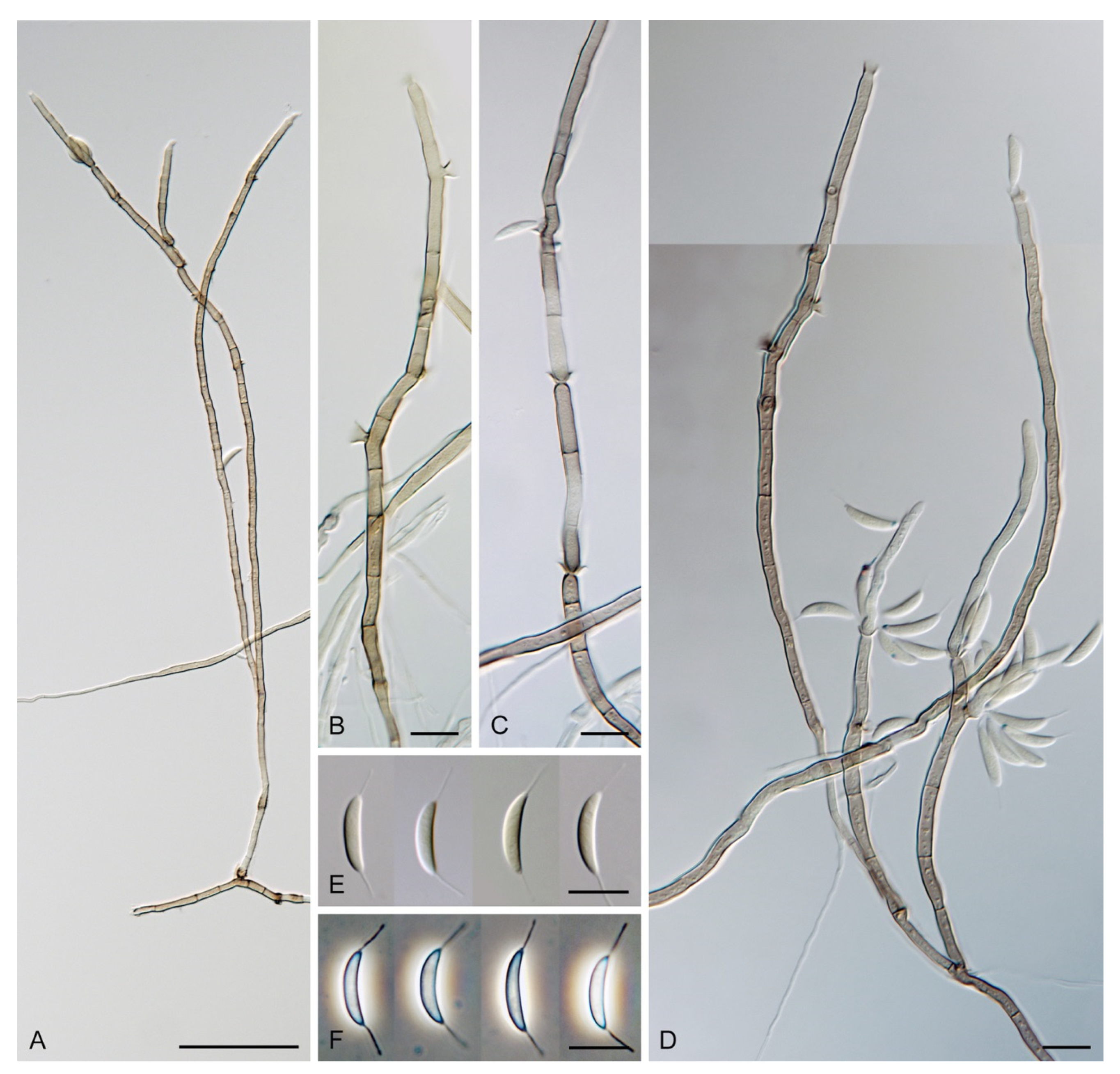 Jof 07 01097 g023 Jof 07 01097 g023