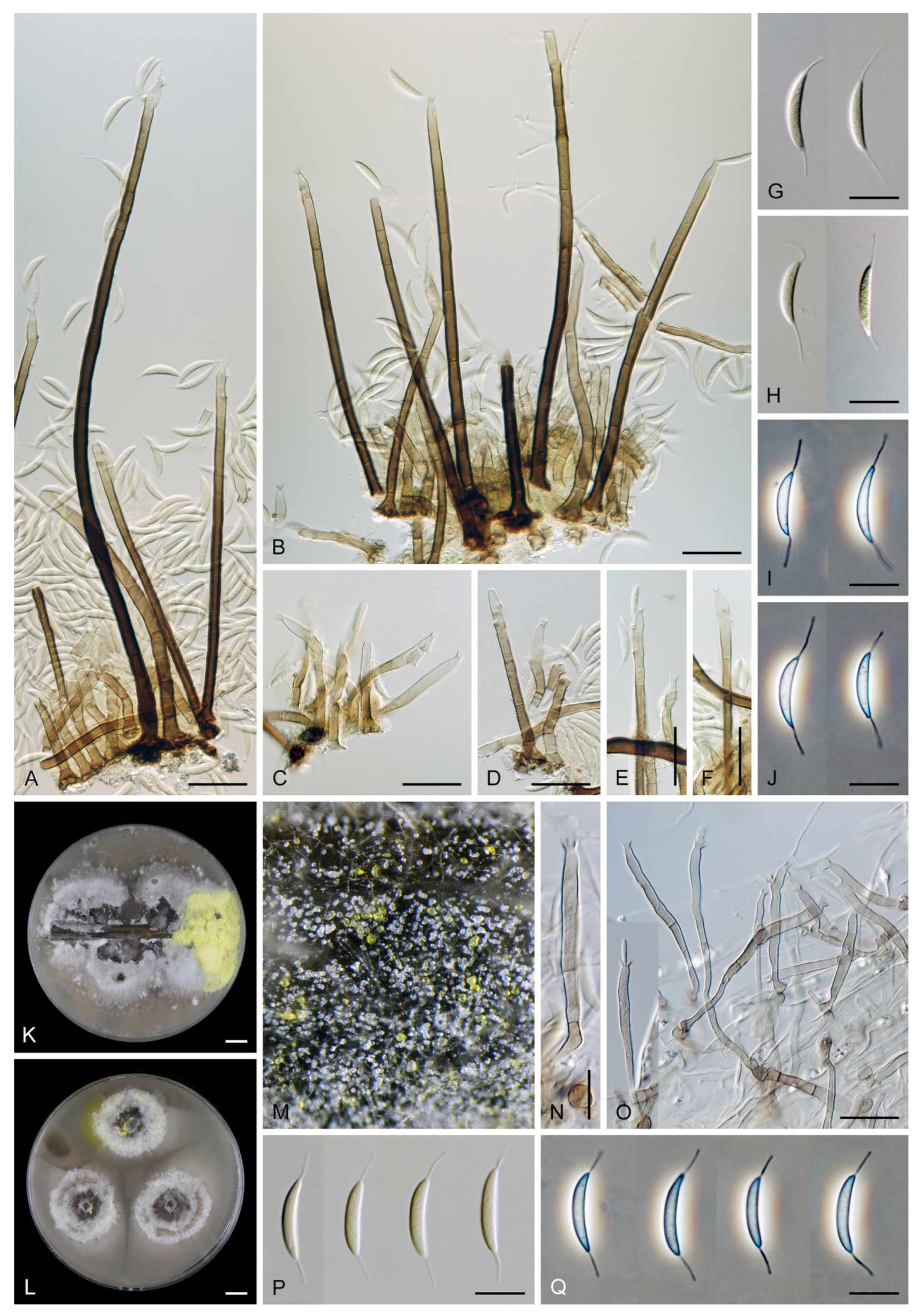 Jof 07 01097 g024 Jof 07 01097 g024