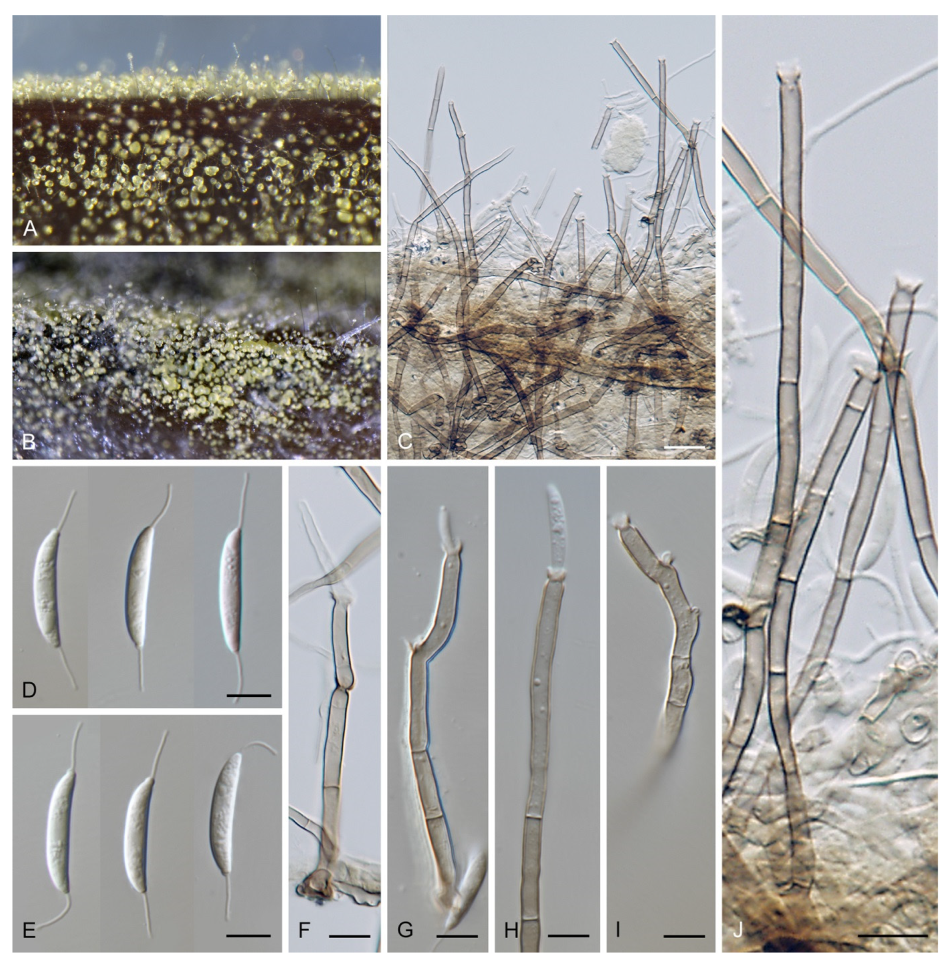 Jof 07 01097 g026 Jof 07 01097 g026