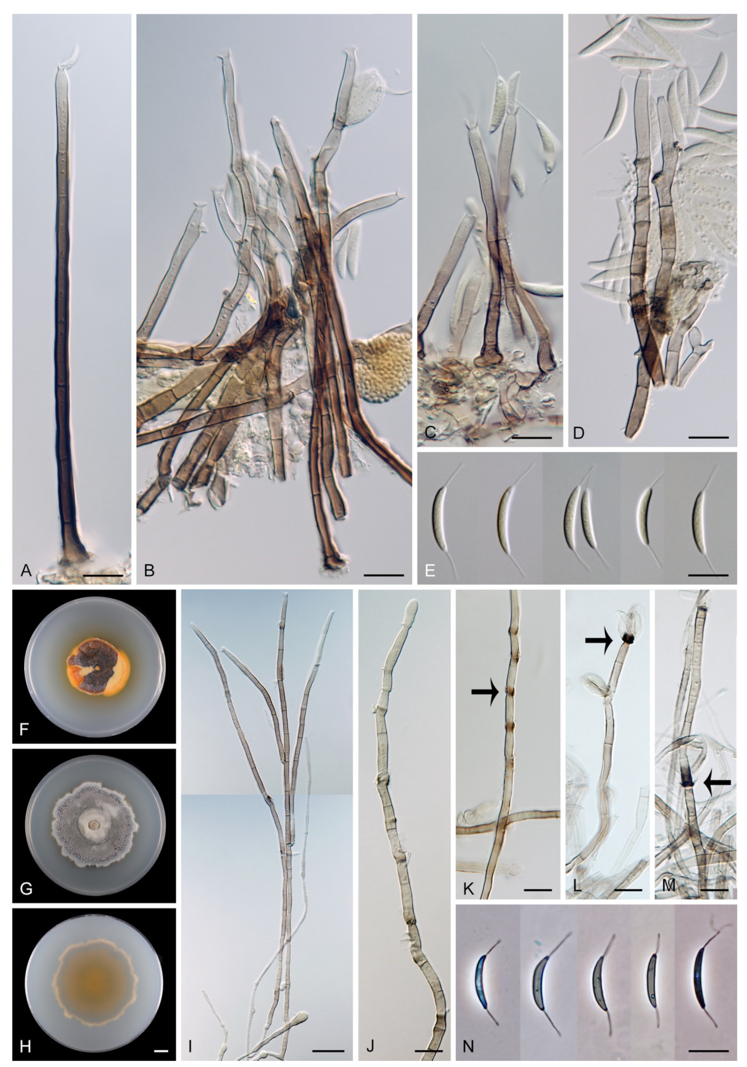 Jof 07 01097 g027 Jof 07 01097 g027