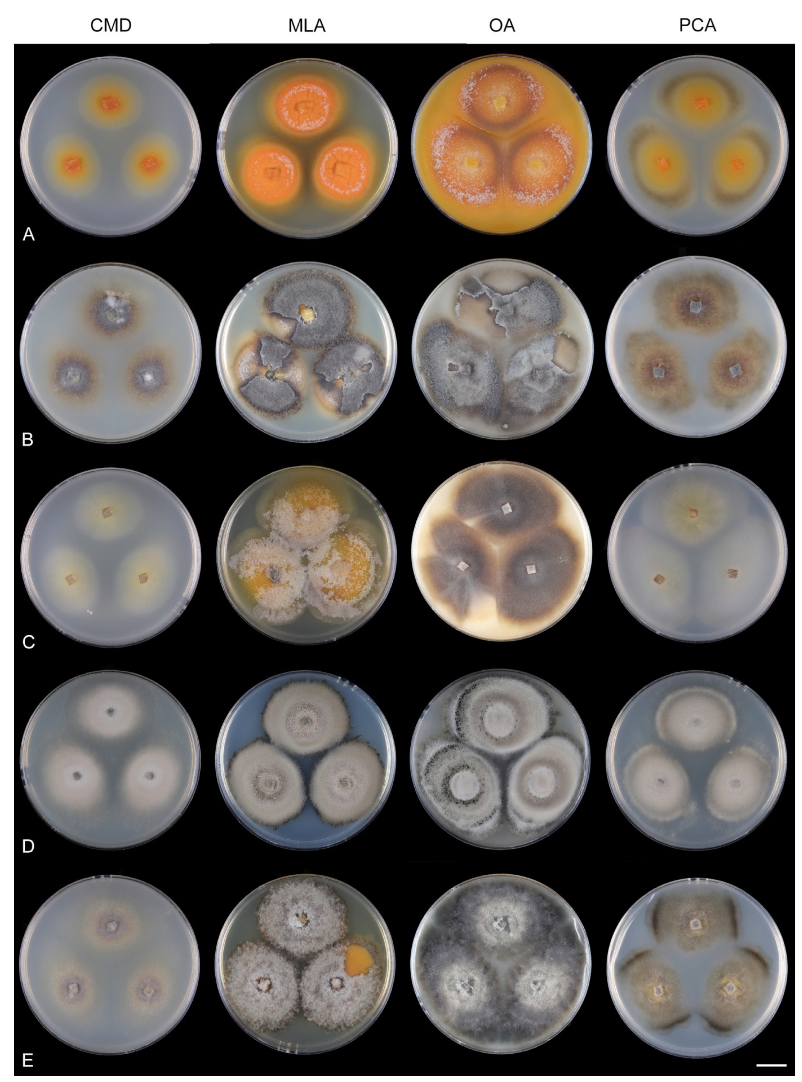 Jof 07 01097 g028 Jof 07 01097 g028