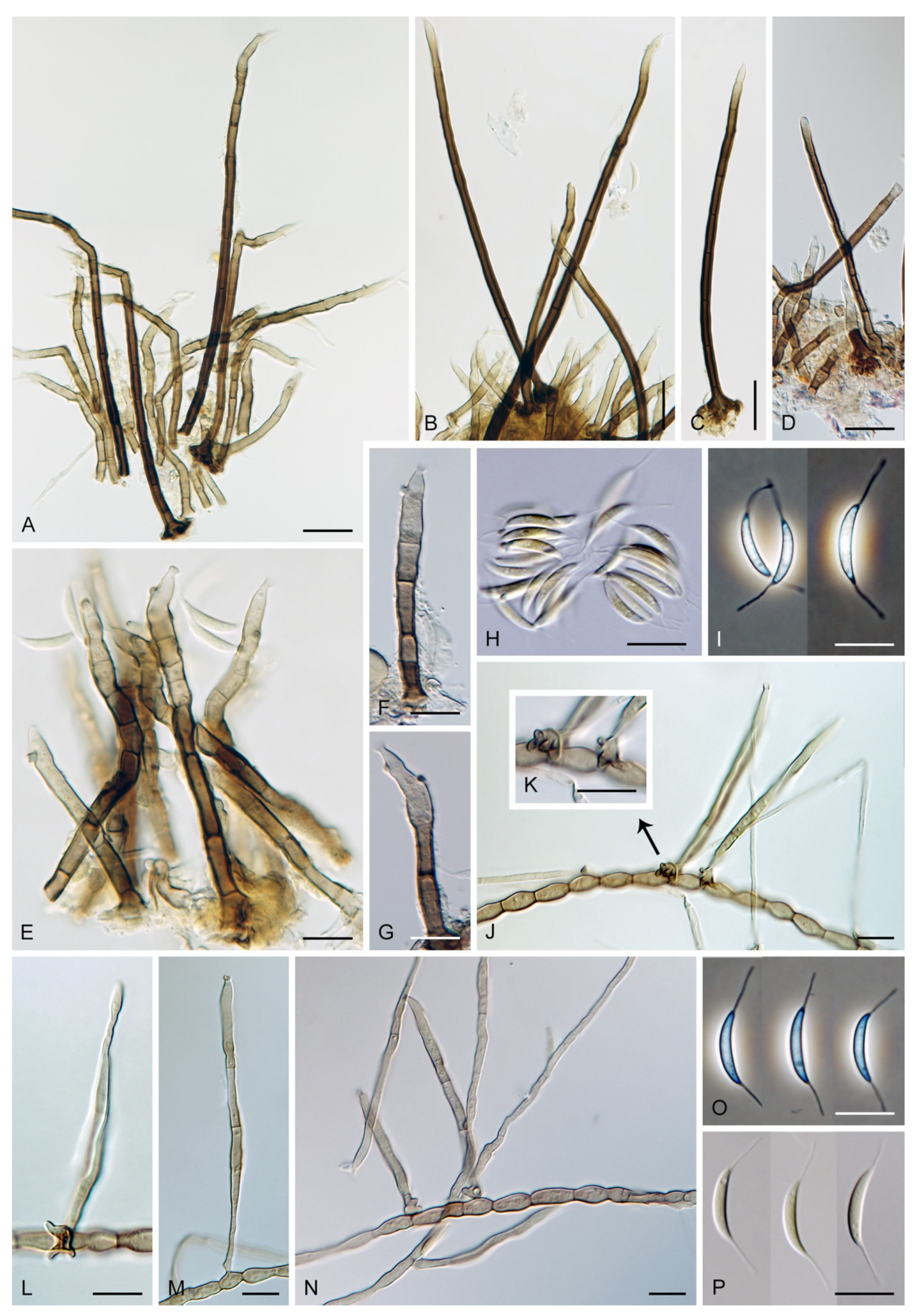 Jof 07 01097 g029 Jof 07 01097 g029