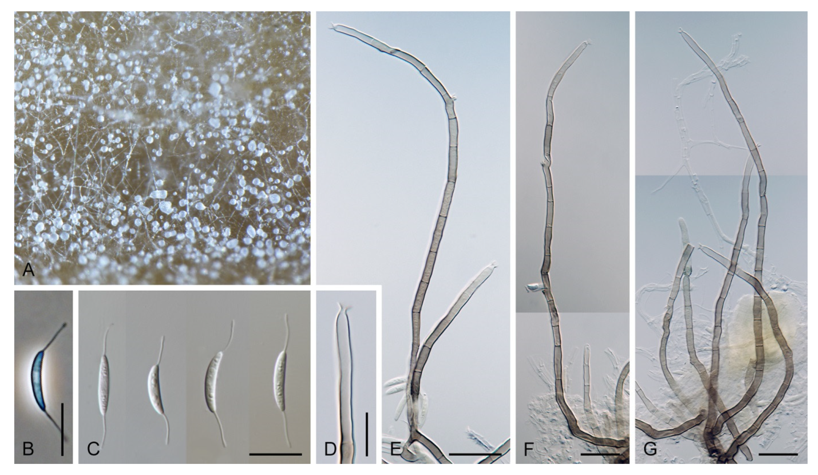 Jof 07 01097 g031 Jof 07 01097 g031