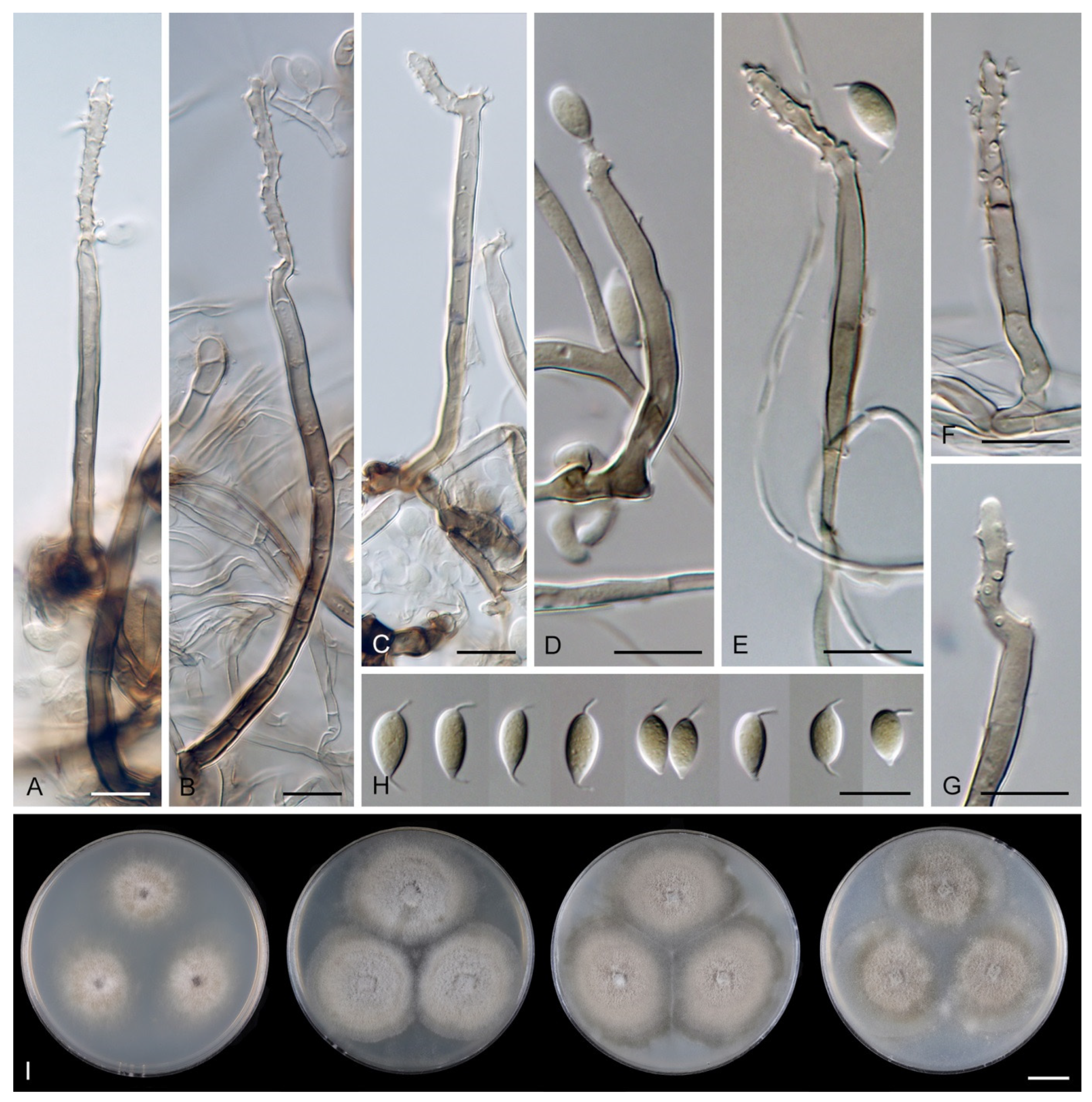 Jof 07 01097 g032 Jof 07 01097 g032