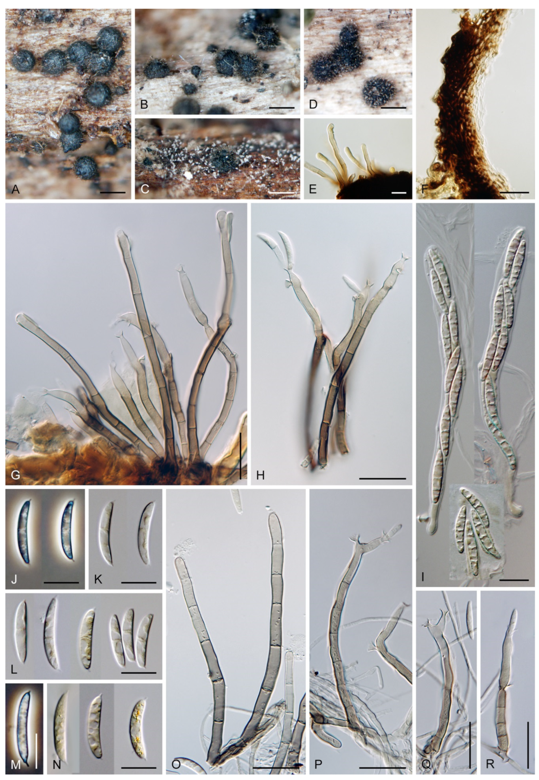 Jof 07 01097 g036 Jof 07 01097 g036