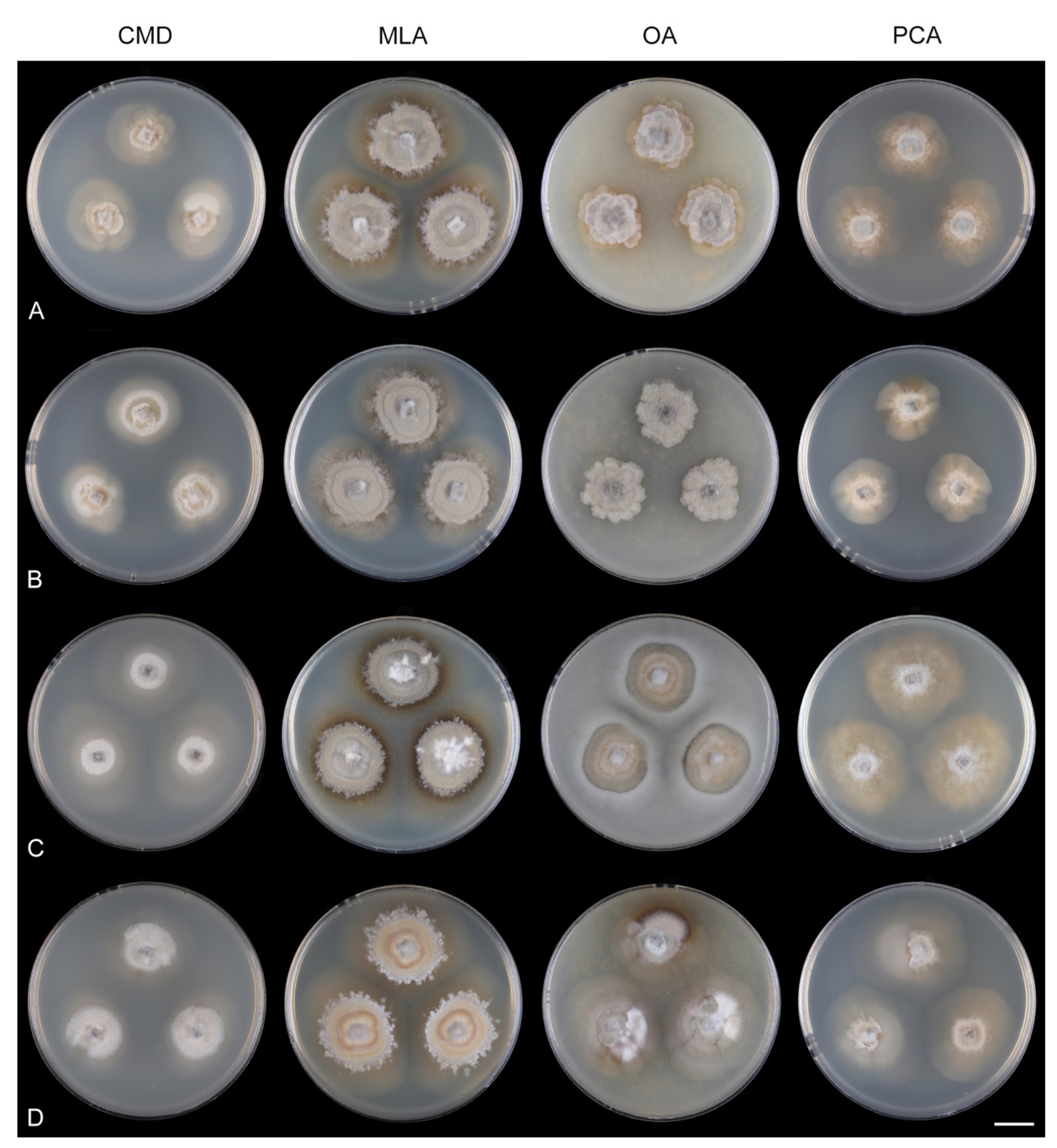 Jof 07 01097 g037 Jof 07 01097 g037