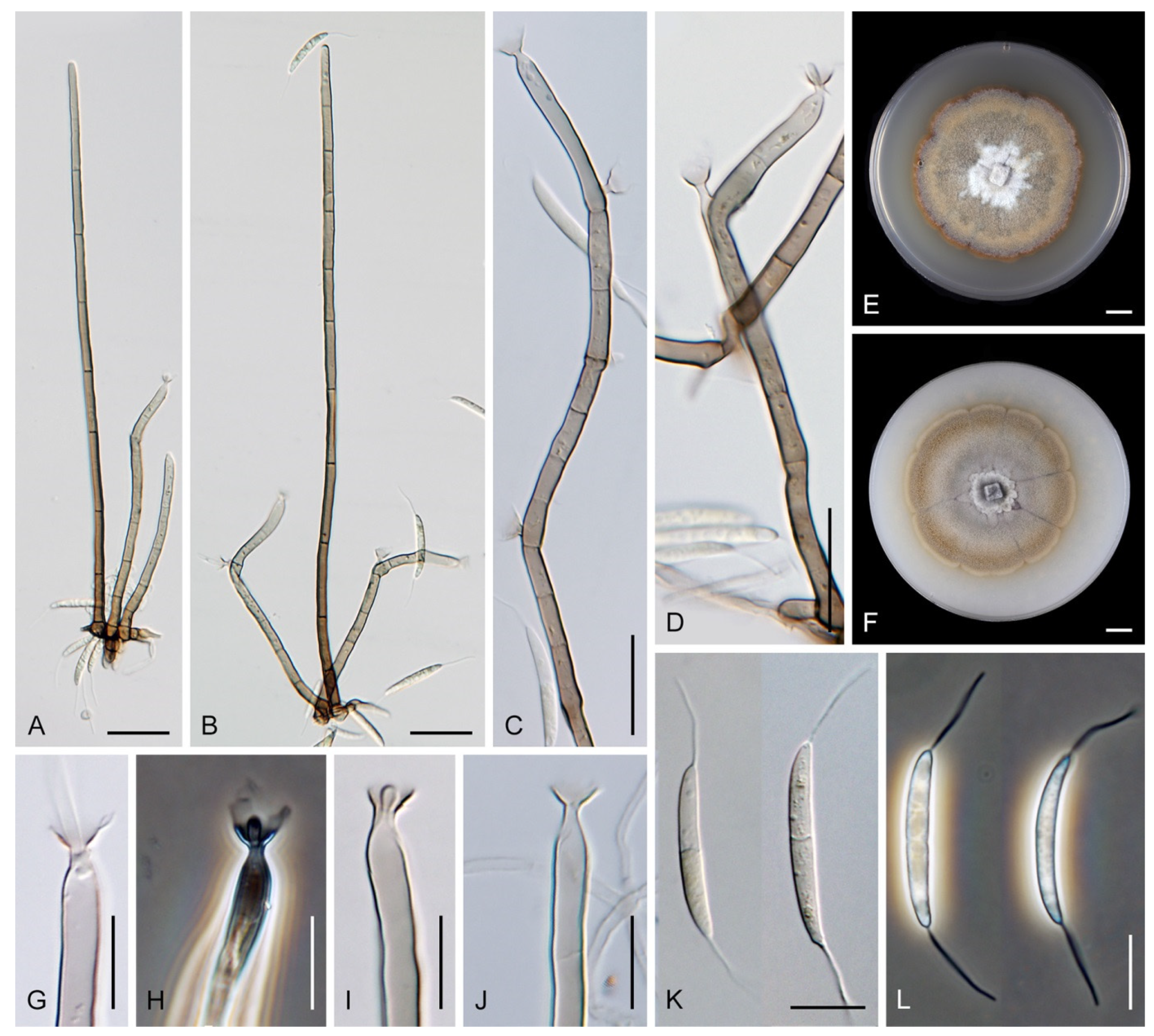 Jof 07 01097 g038 Jof 07 01097 g038