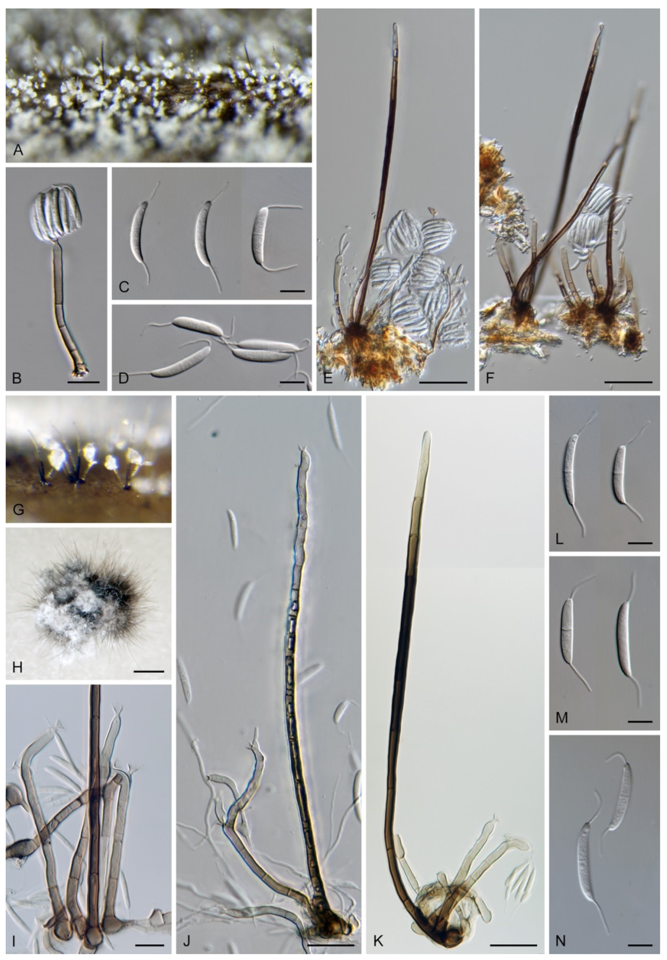 Jof 07 01097 g039 Jof 07 01097 g039